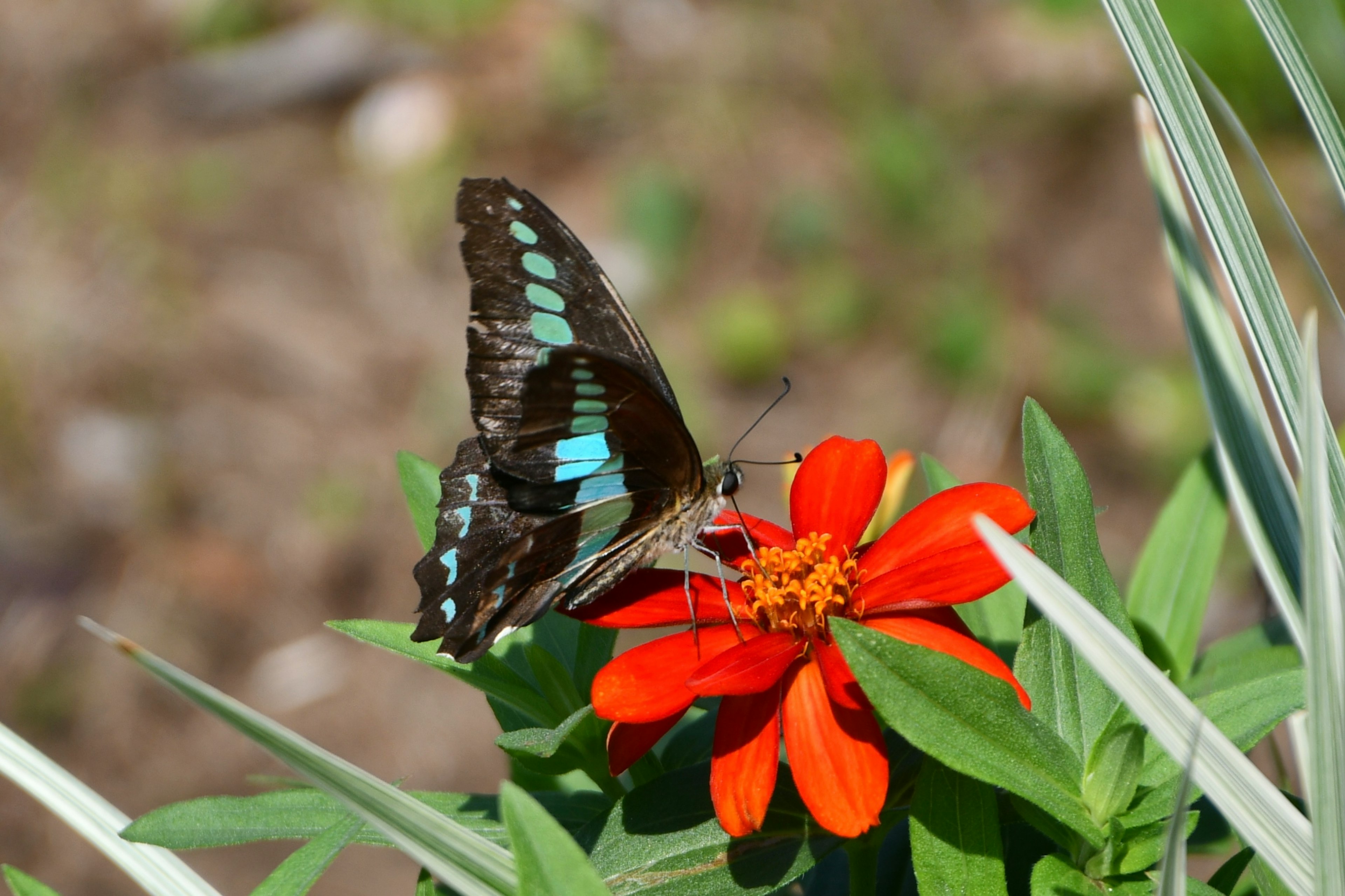 Farfalla nera con macchie blu che riposa su un fiore rosso