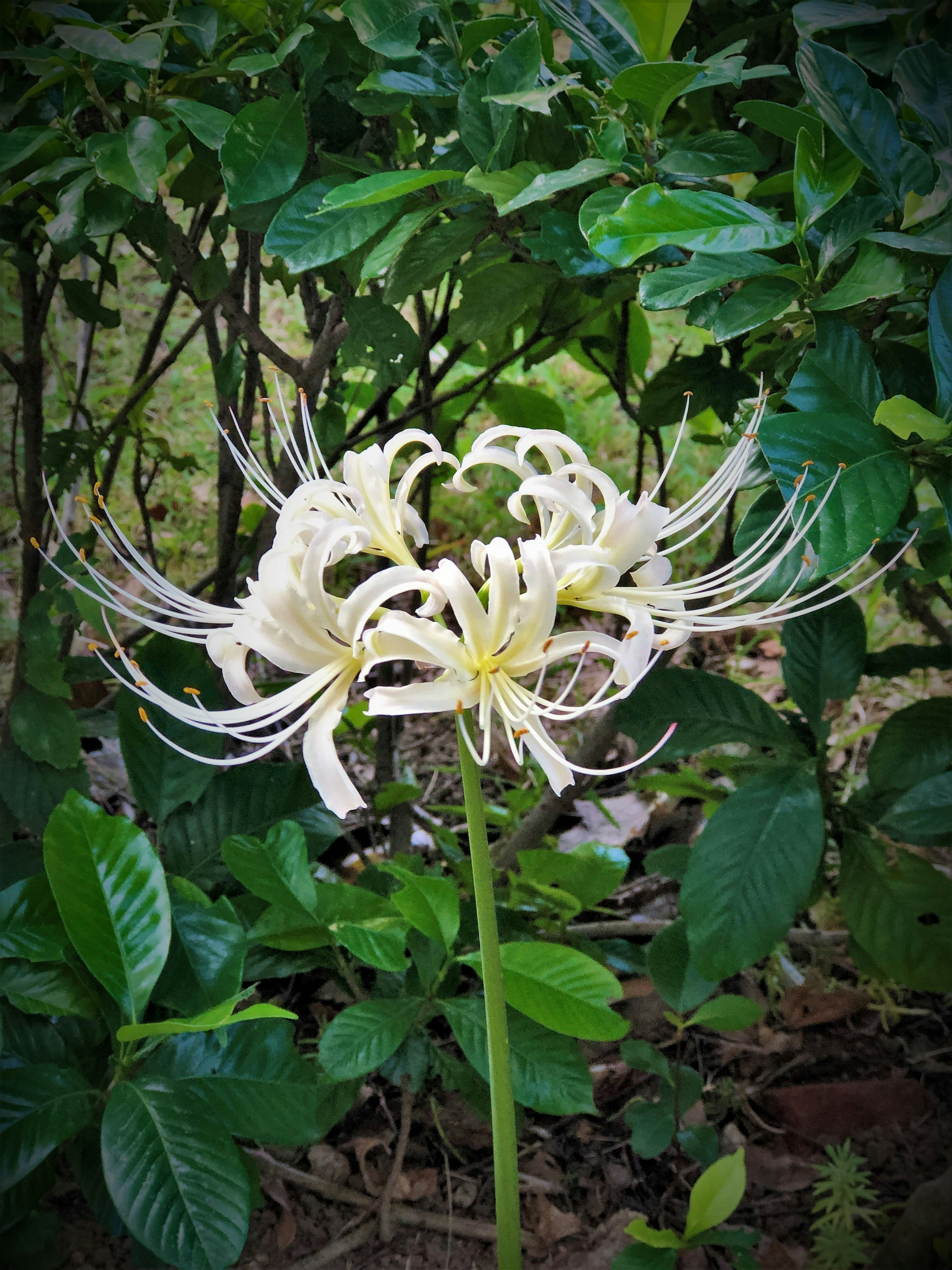 Eine weiße Blume umgeben von grünen Blättern in einer natürlichen Umgebung