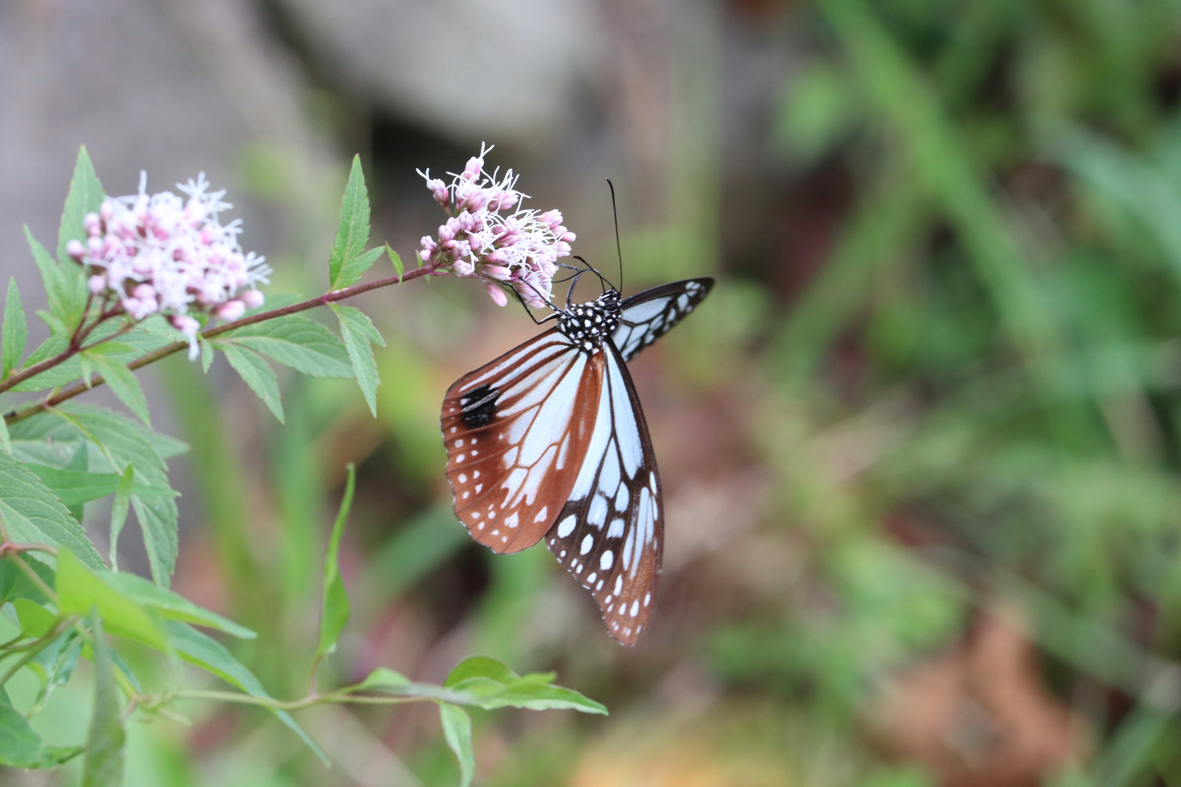 A beautiful butterfly perched on a flower with a green background