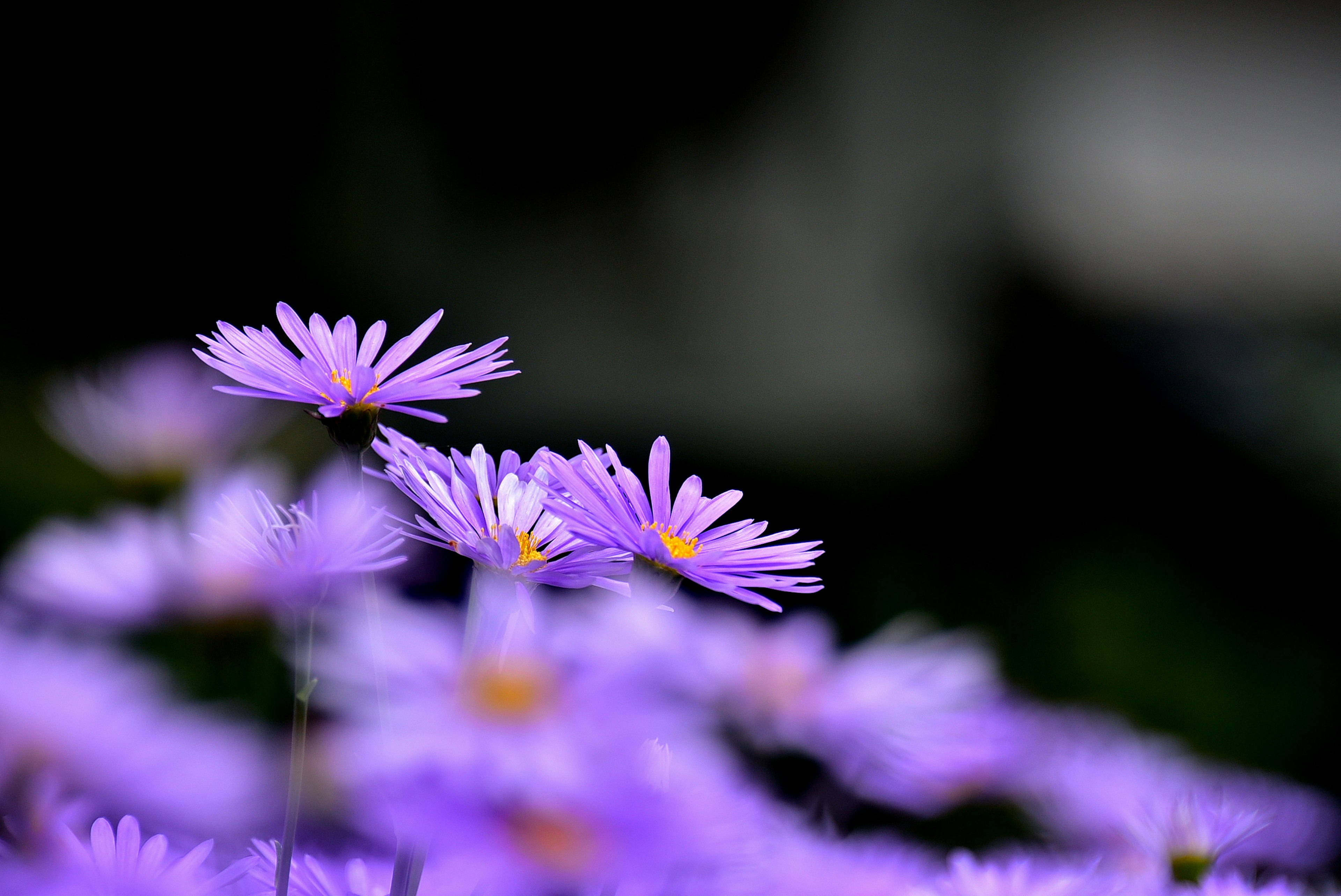 紫色の花が咲いている風景のクローズアップ