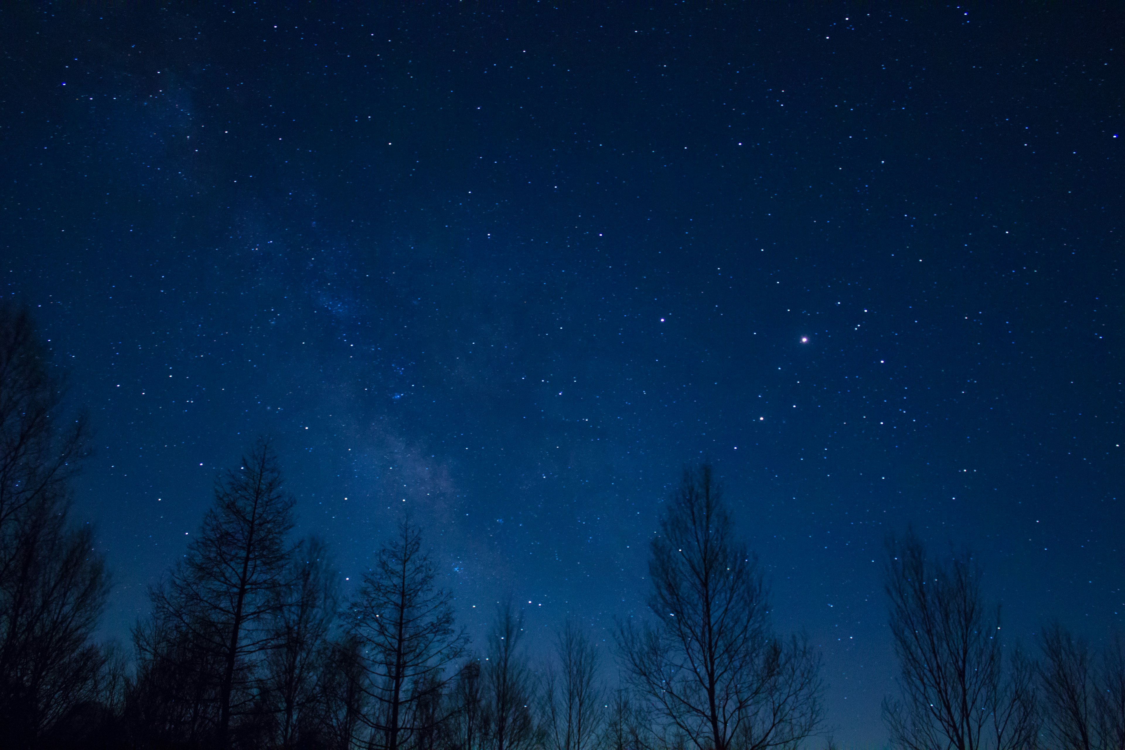 Nachthimmel voller Sterne und silhouettierte Bäume