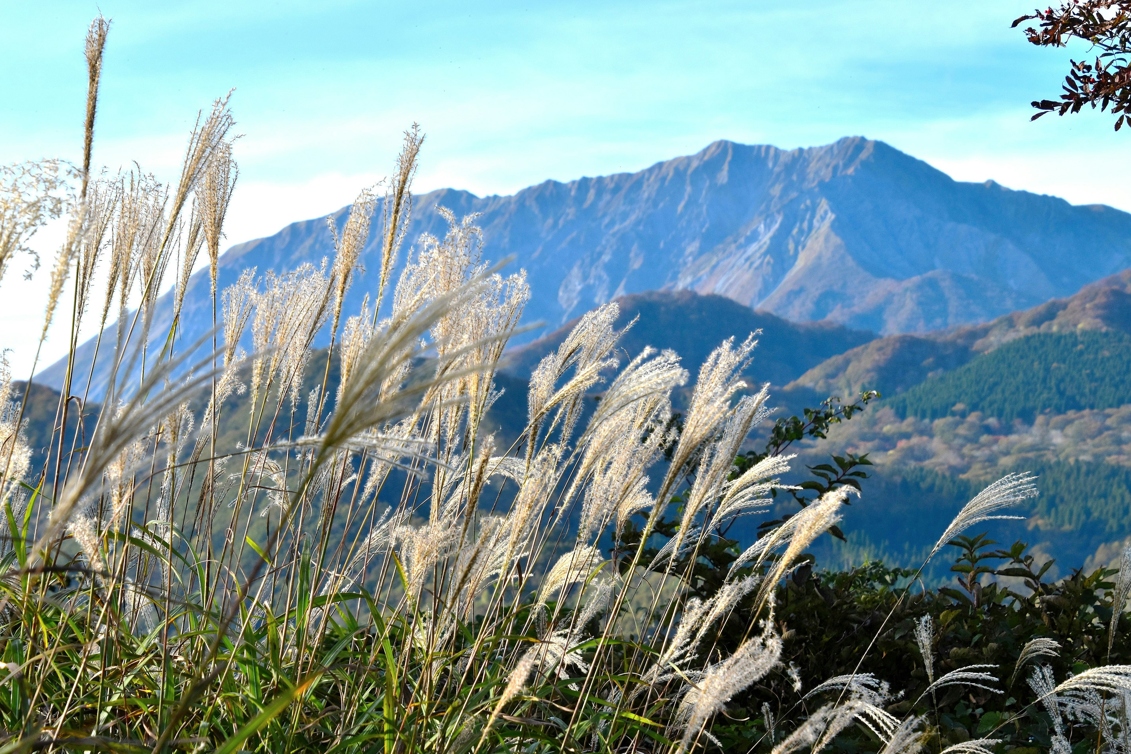 Pemandangan dengan rumput putih di bawah langit biru dan gunung