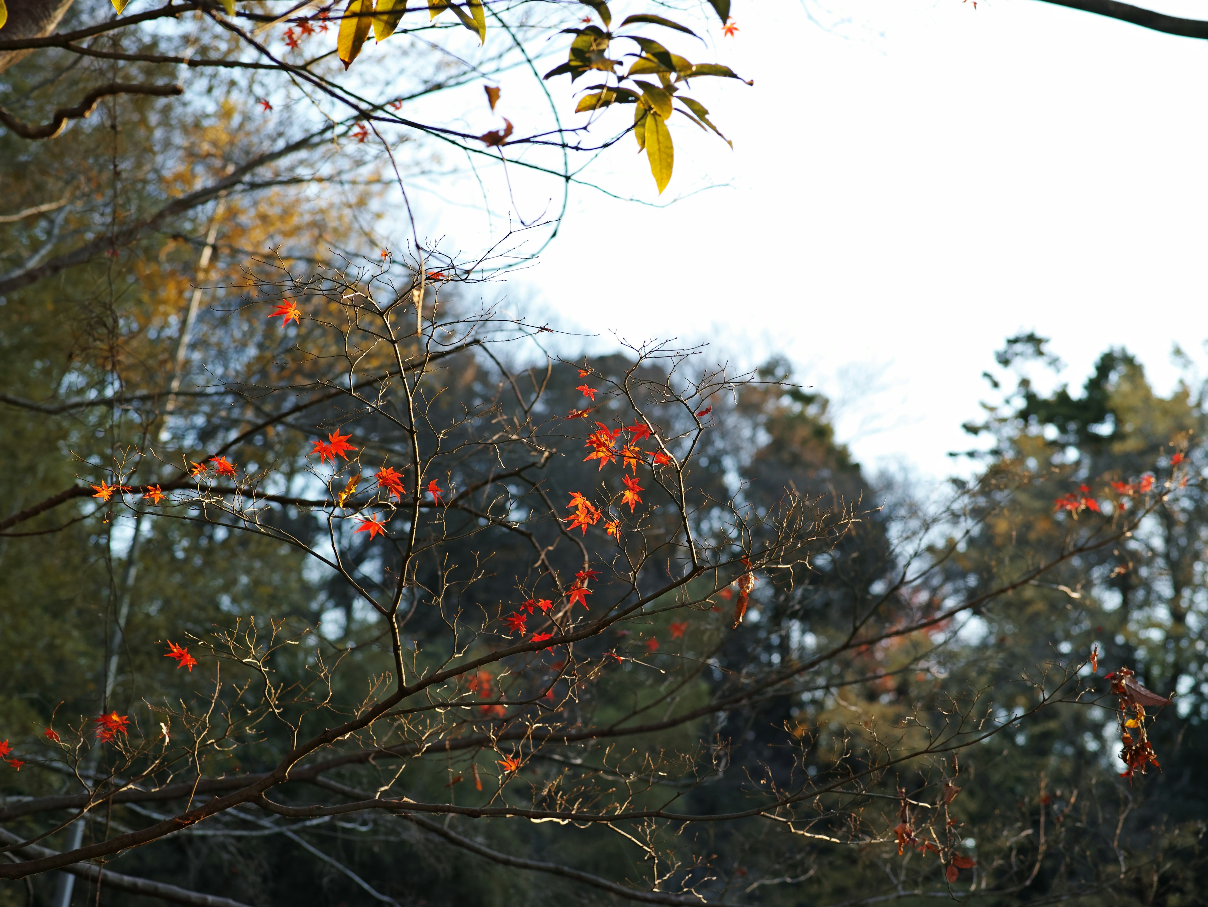 秋の紅葉が映える木々と空の青さ