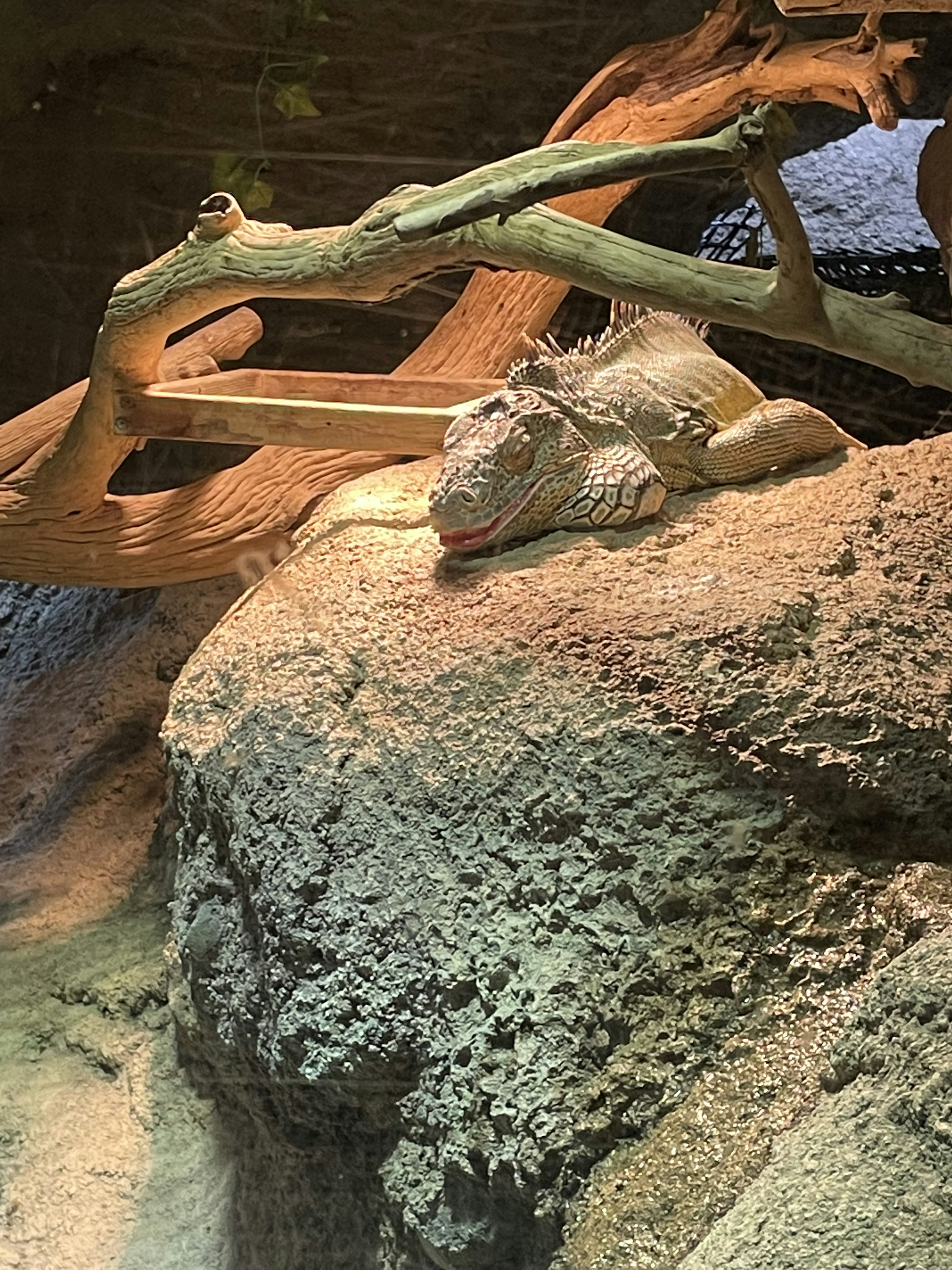 Iguana resting on a rock with branches in the background