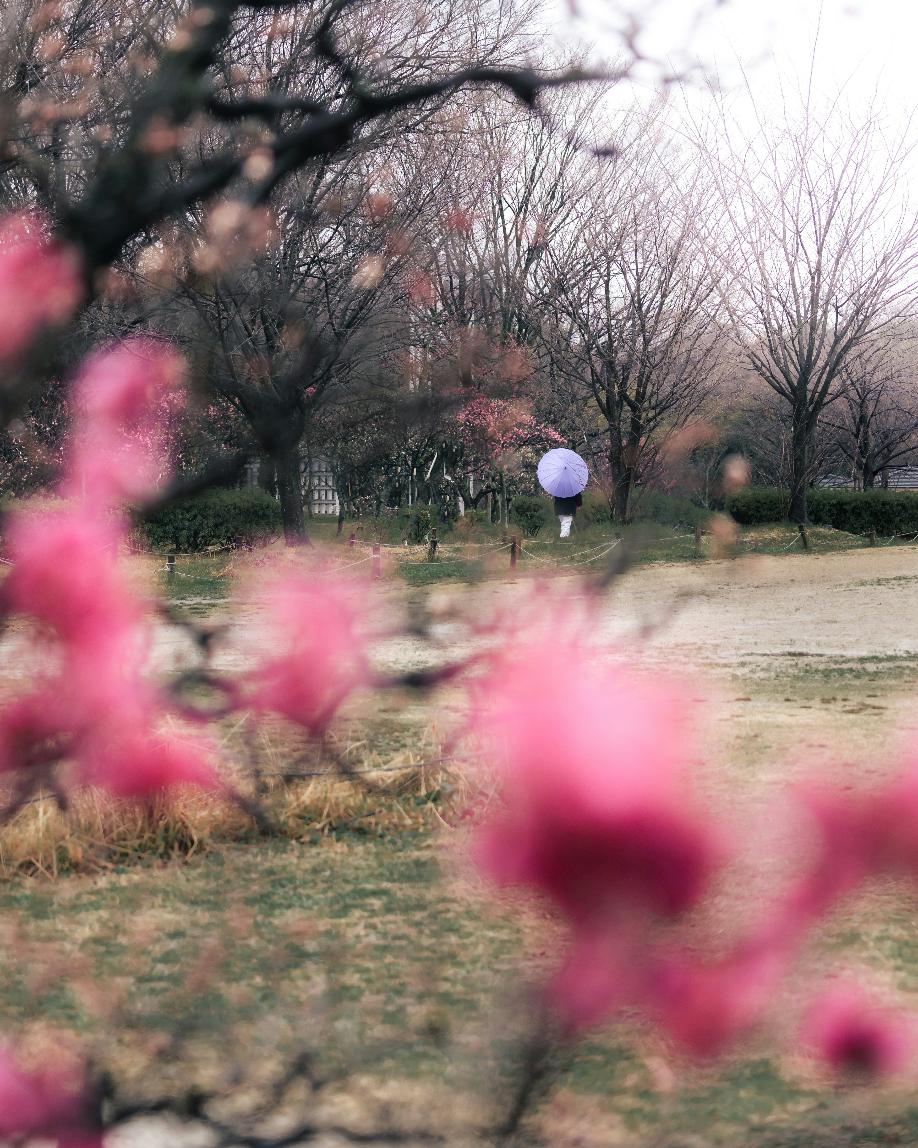 Blurred pink blossoms with a park scene purple balloon in the background