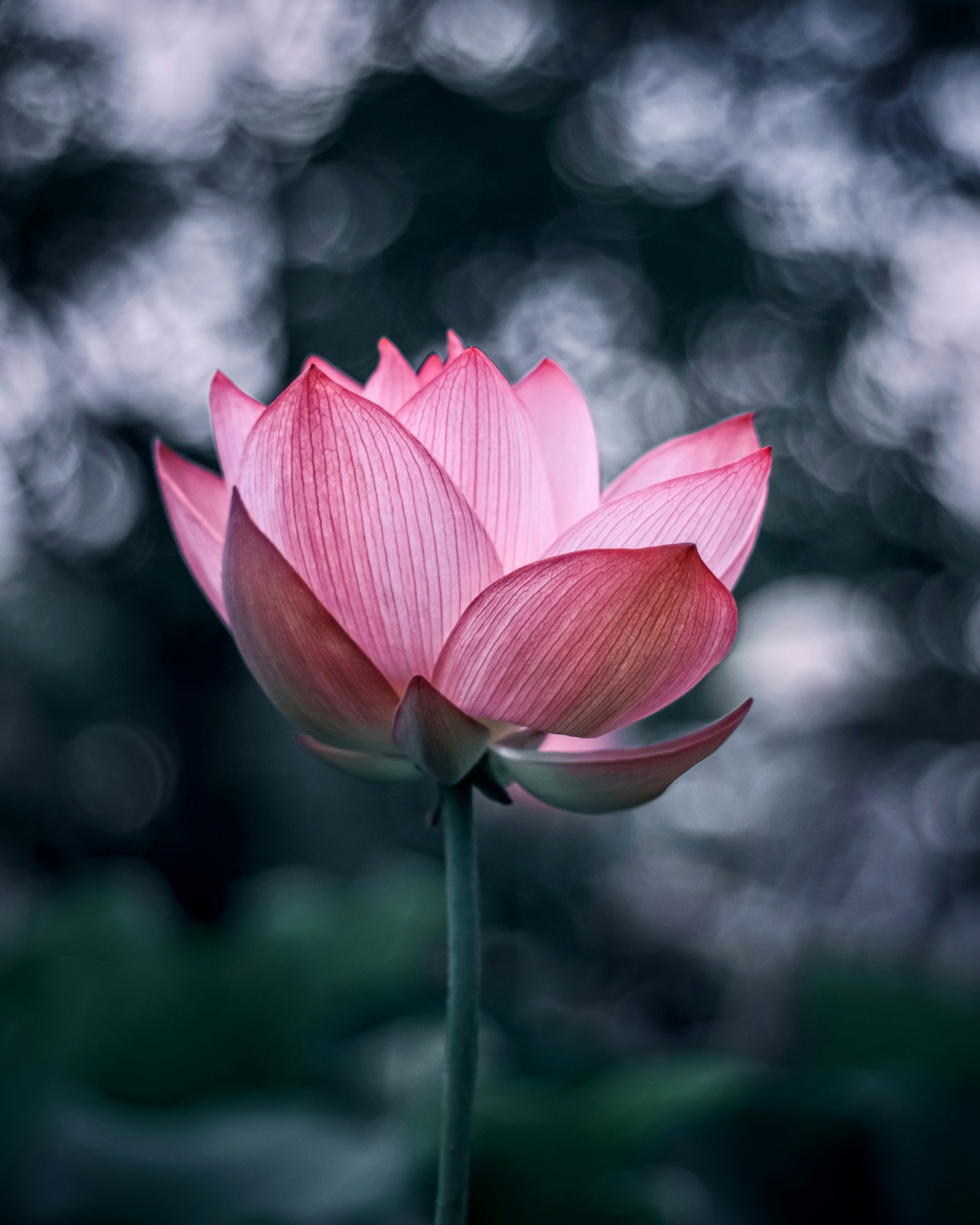 Bellissimo fiore di loto rosa che si erge su uno sfondo sfocato