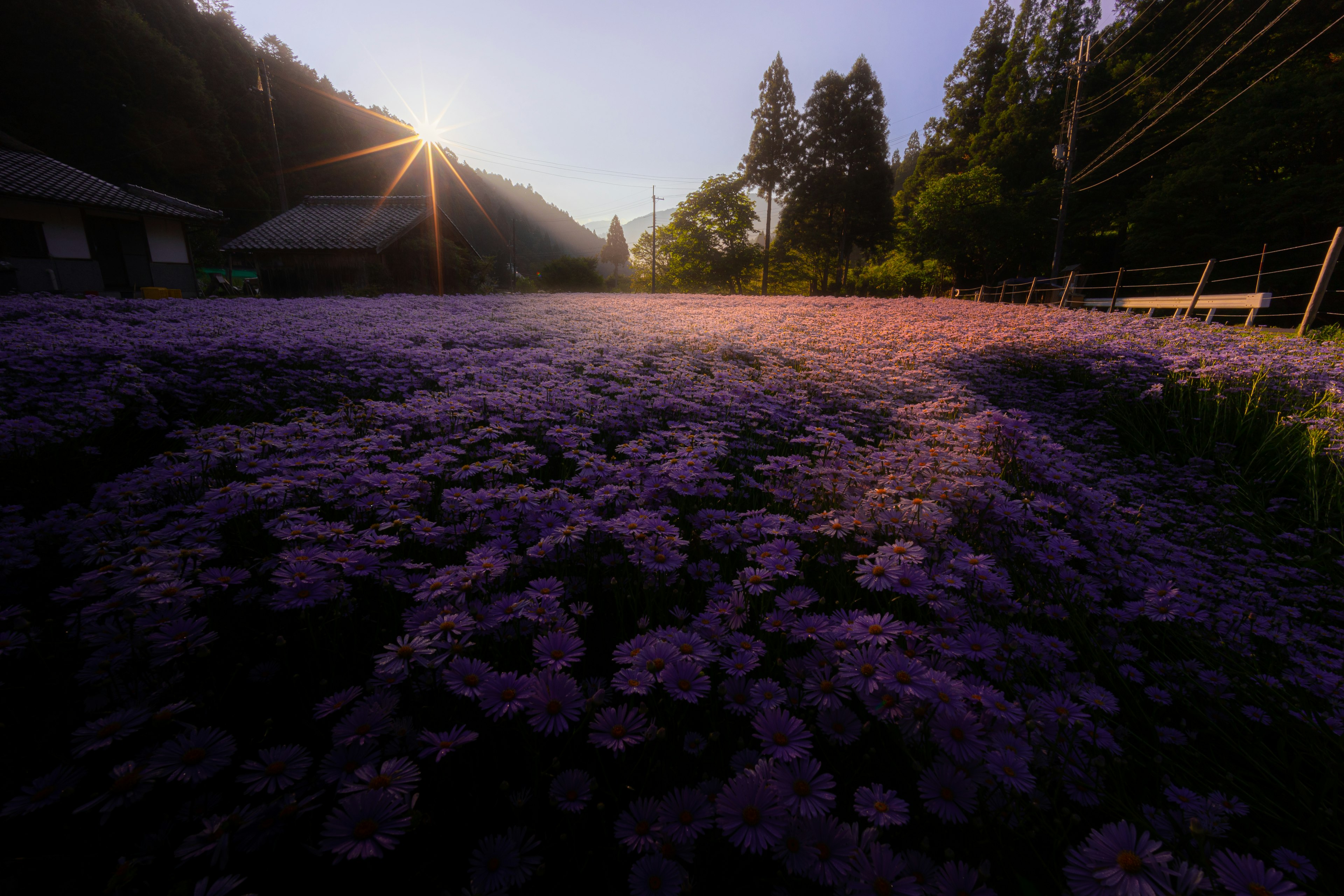 紫色の花が広がる美しい風景で、夕日が差し込む