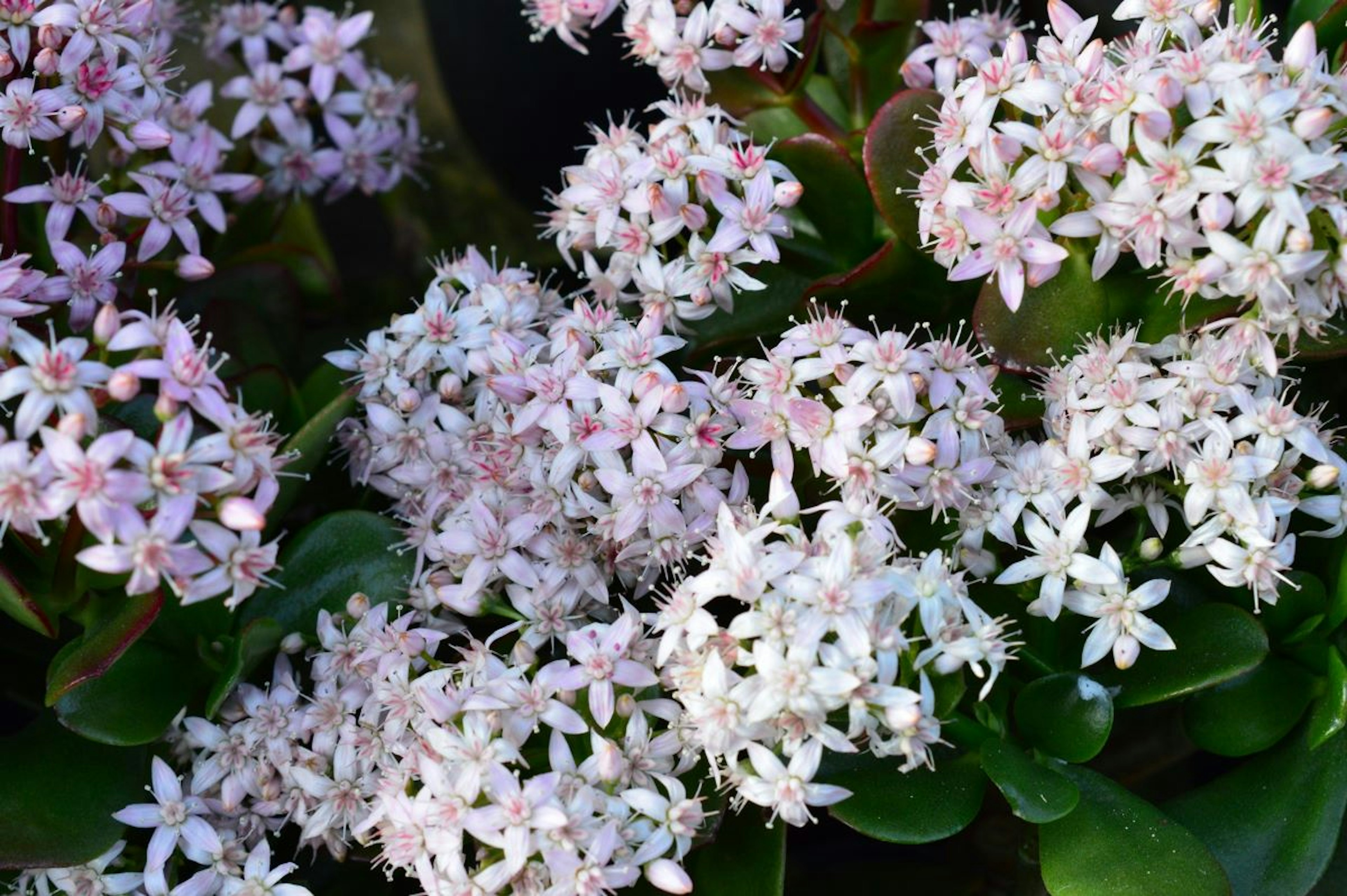 Primer plano de una planta suculenta con racimos de flores rosa pálido