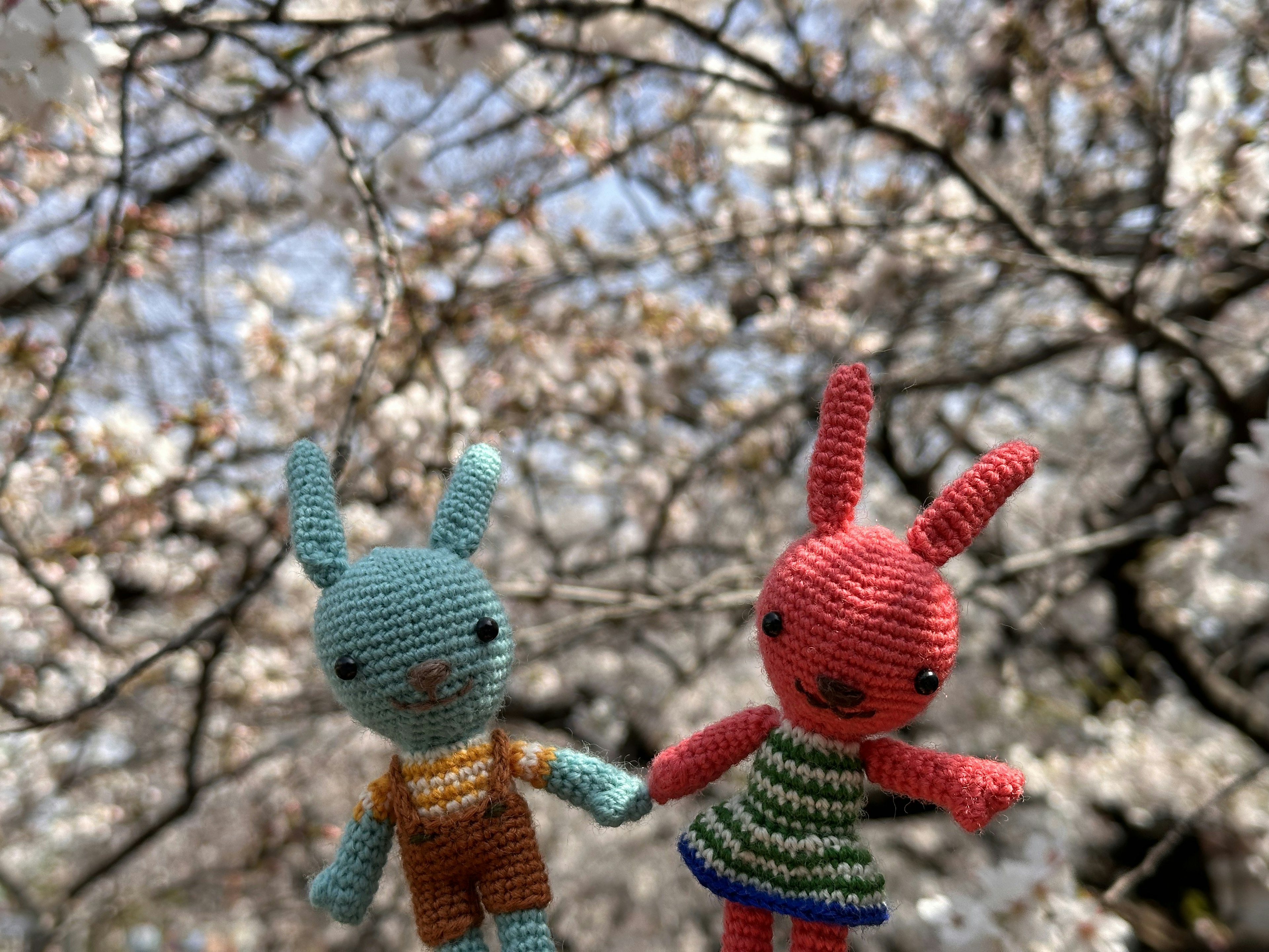 Two stuffed bunnies holding hands in front of cherry blossoms