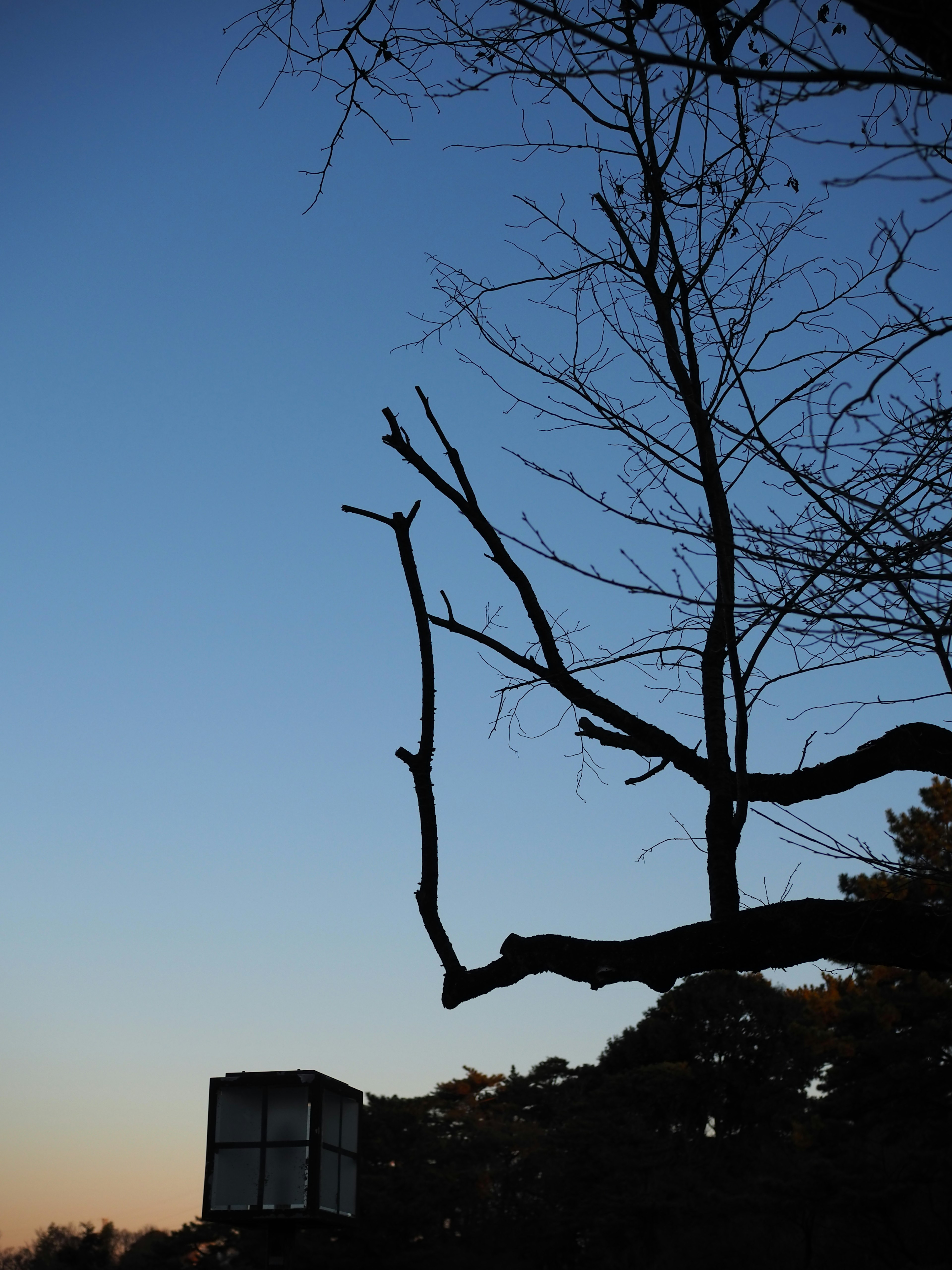 Silueta de una rama de árbol contra un cielo crepuscular con una linterna