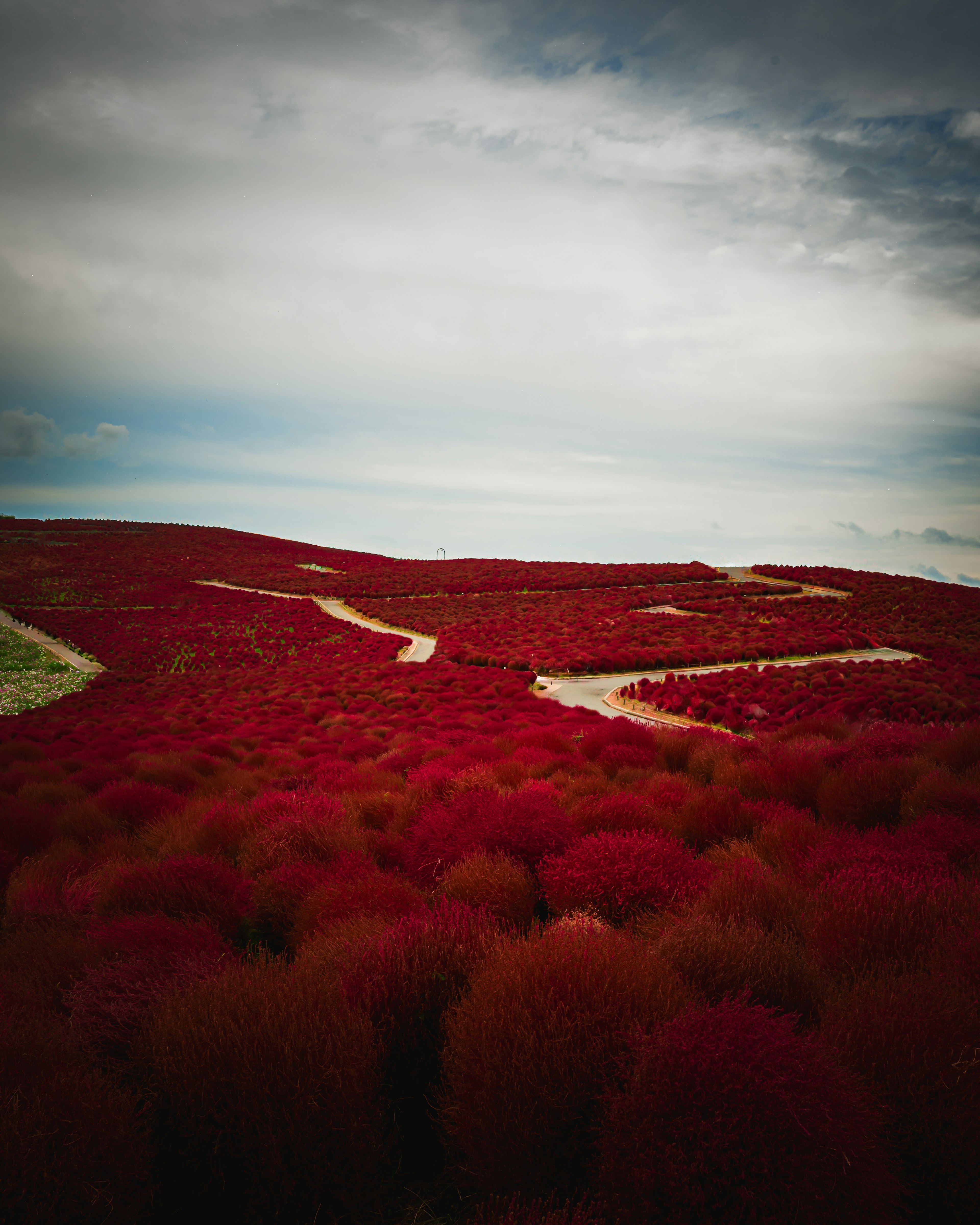 Campos rojos vibrantes con caminos sinuosos bajo un cielo nublado