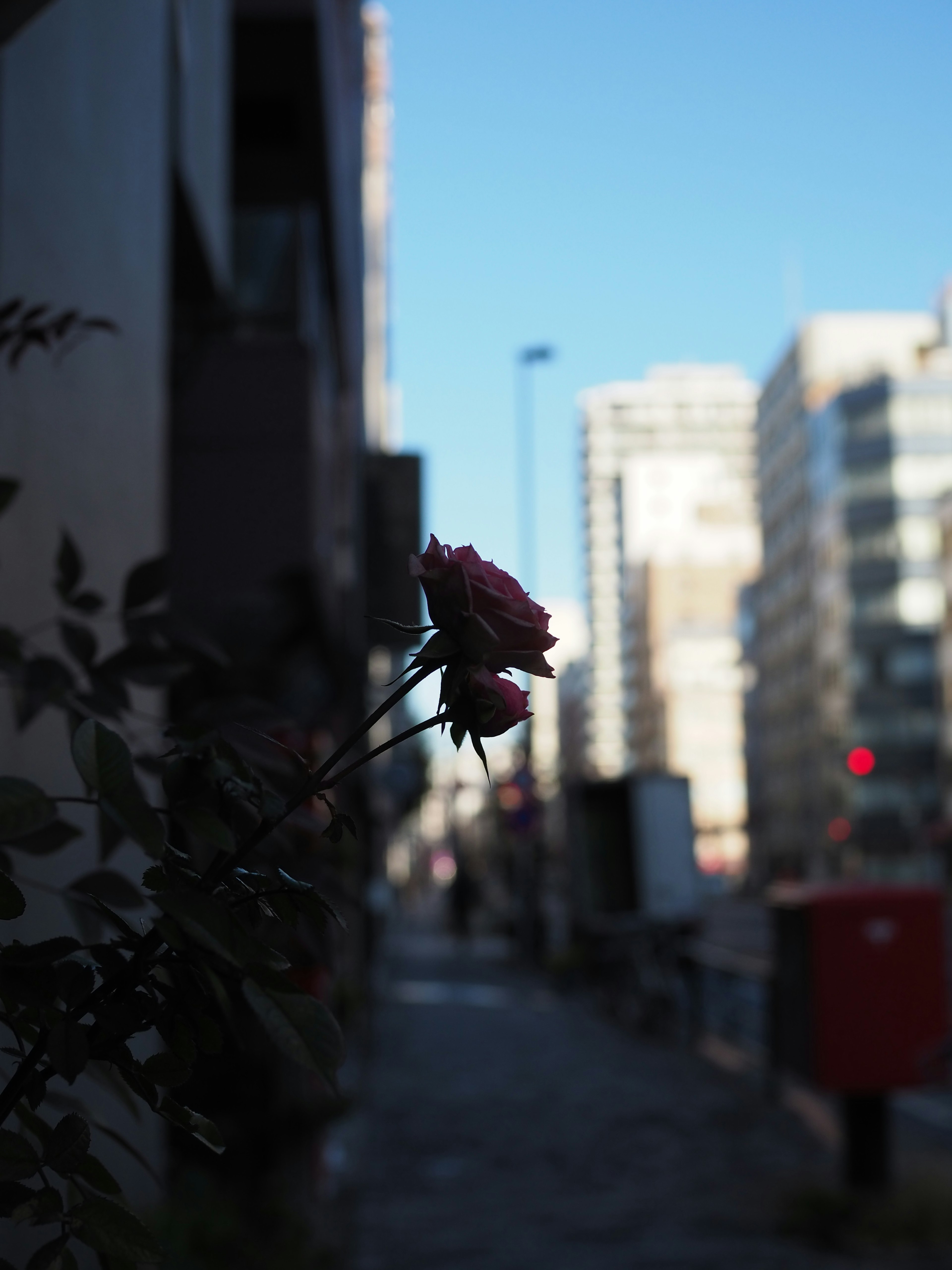 街の背景にピンクのバラがある風景