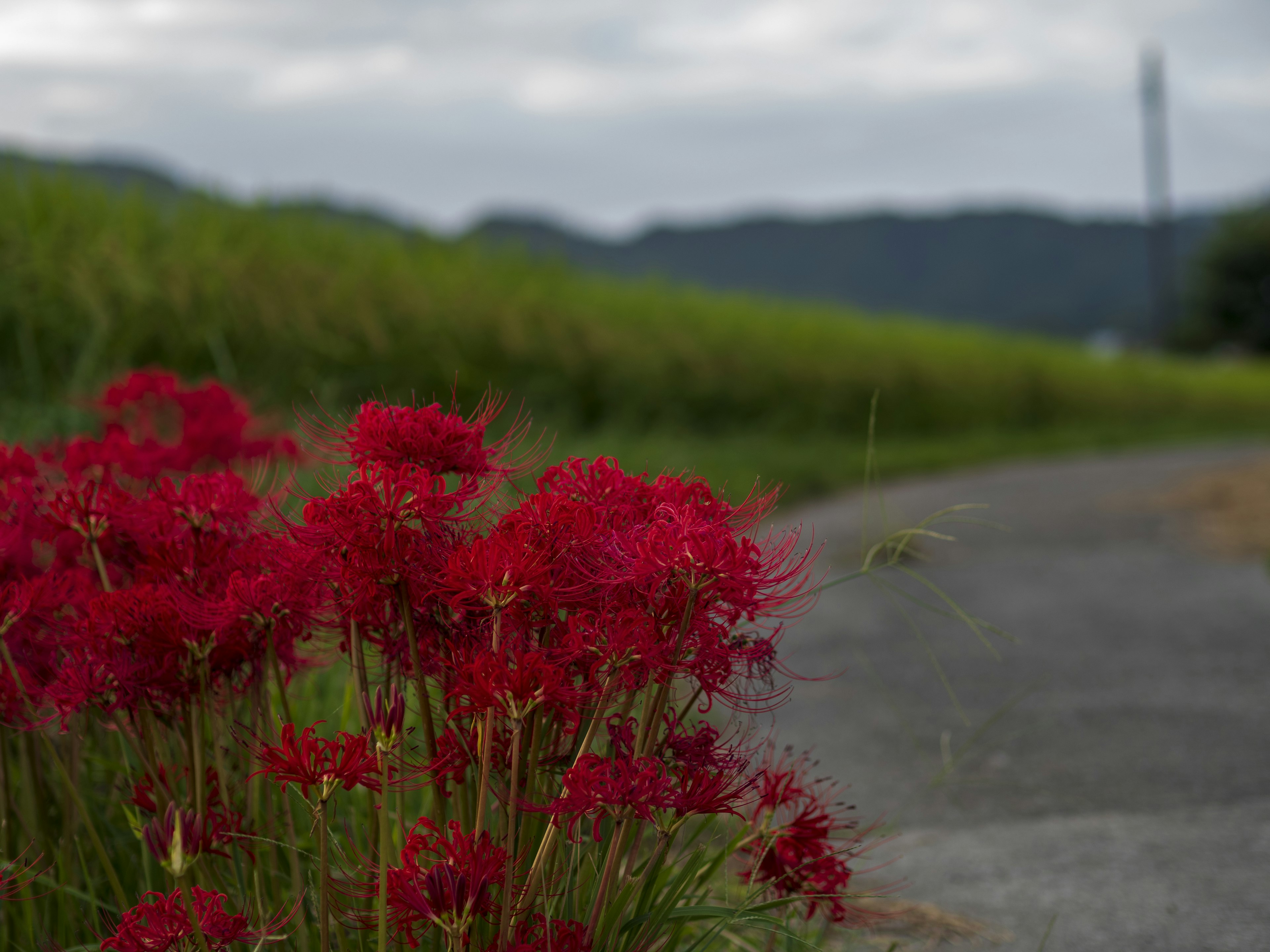 ดอกไม้สีแดงข้างทางและทุ่งนาสีเขียวในพื้นหลัง