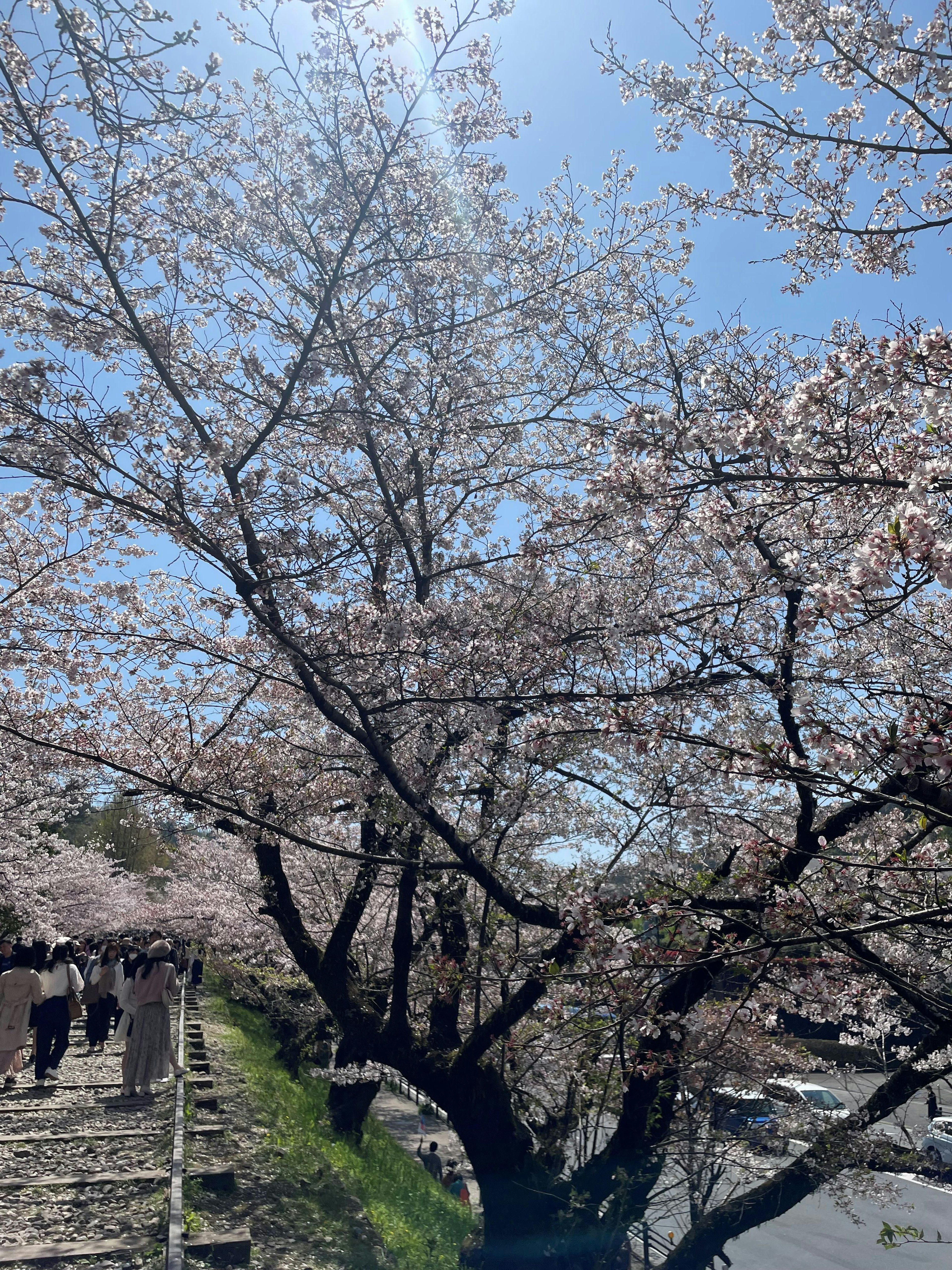 Cherry blossom trees in full bloom under a clear blue sky