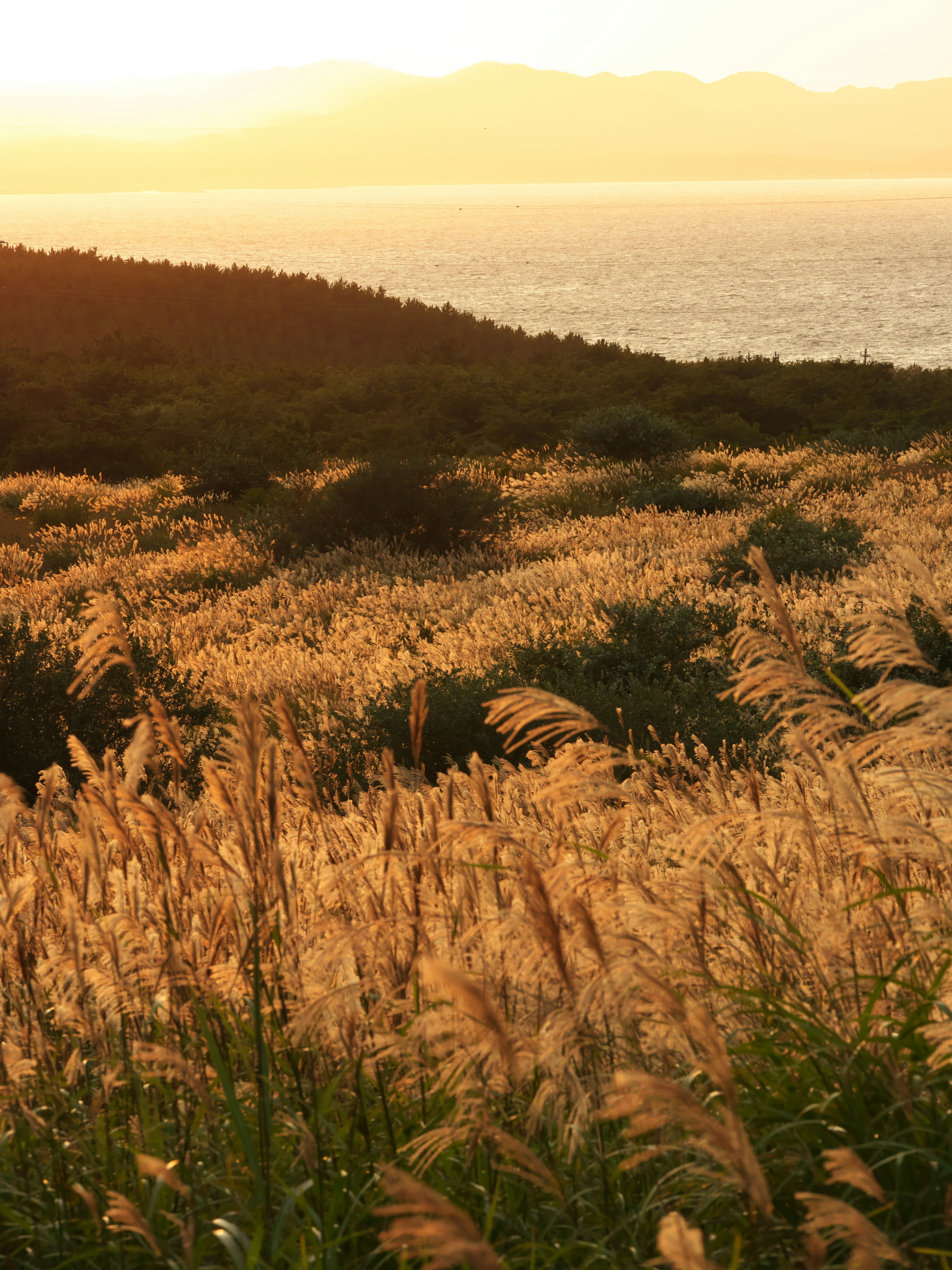 夕日の中で黄金色の草原と海の風景