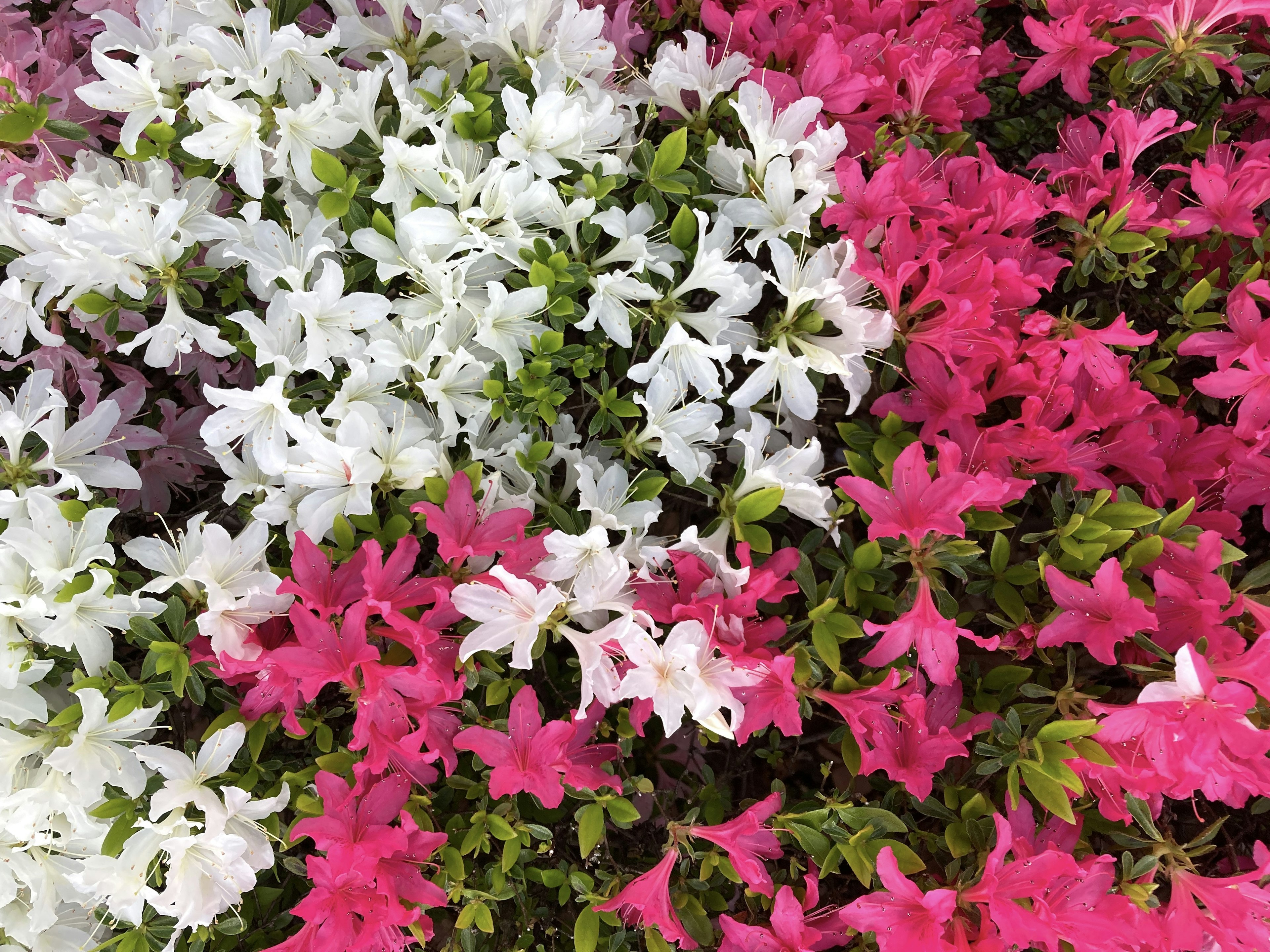 A vibrant display of flowers with white and pink blooms intermingling