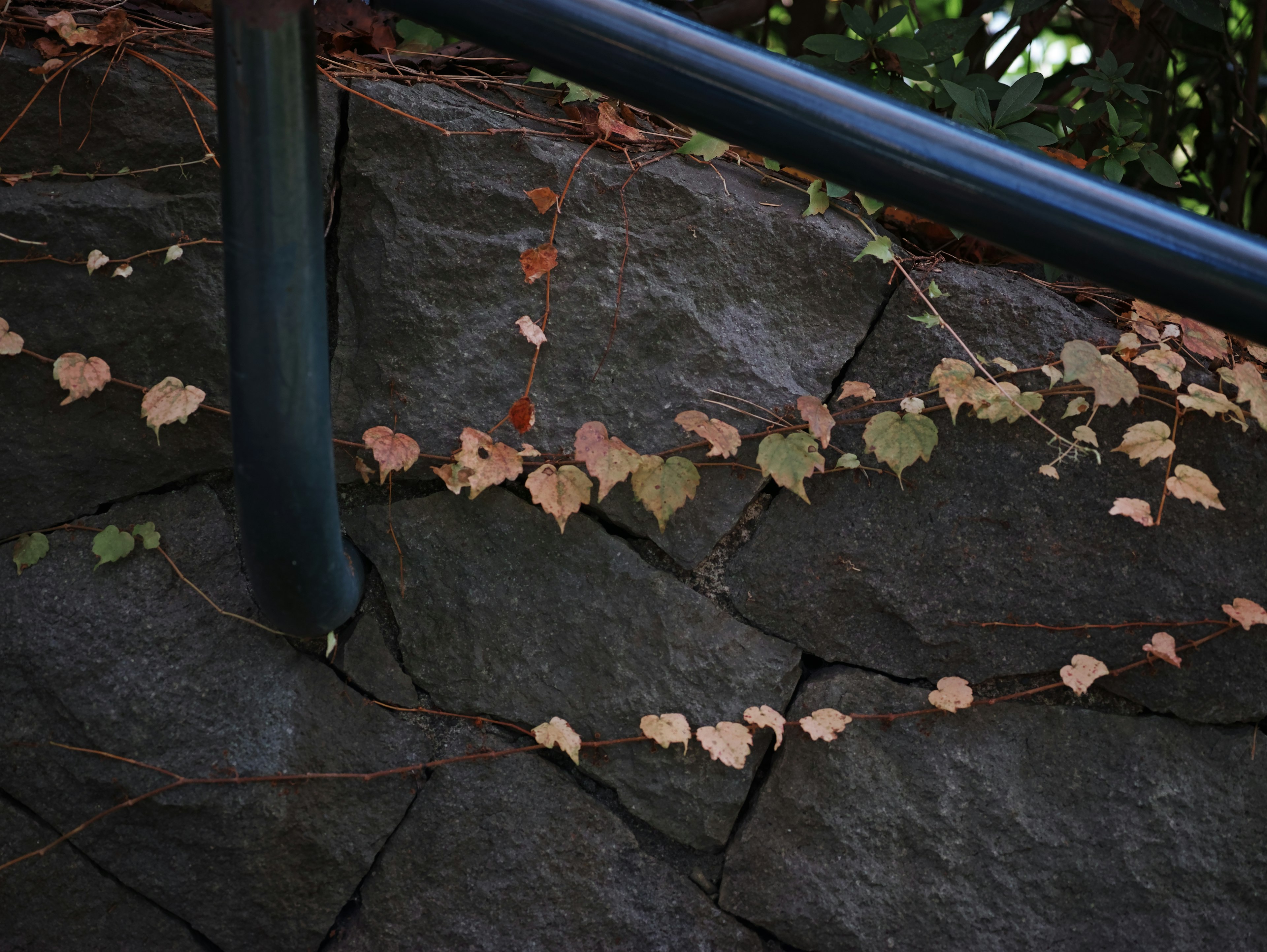 Feuilles en forme de cœur s'étendant le long d'un mur en pierre avec une rampe noire