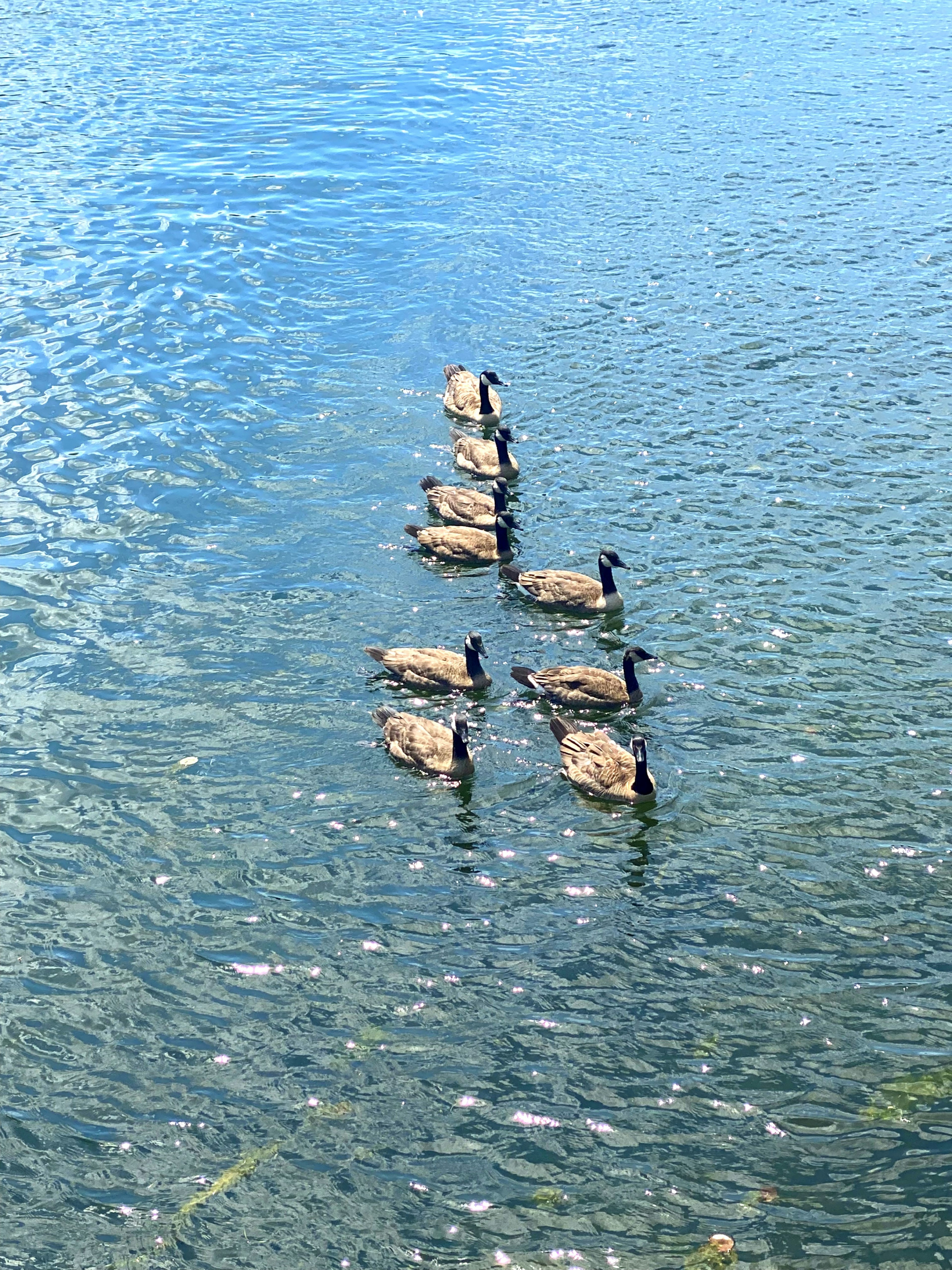 A group of ducks swimming in a line on a shimmering water surface