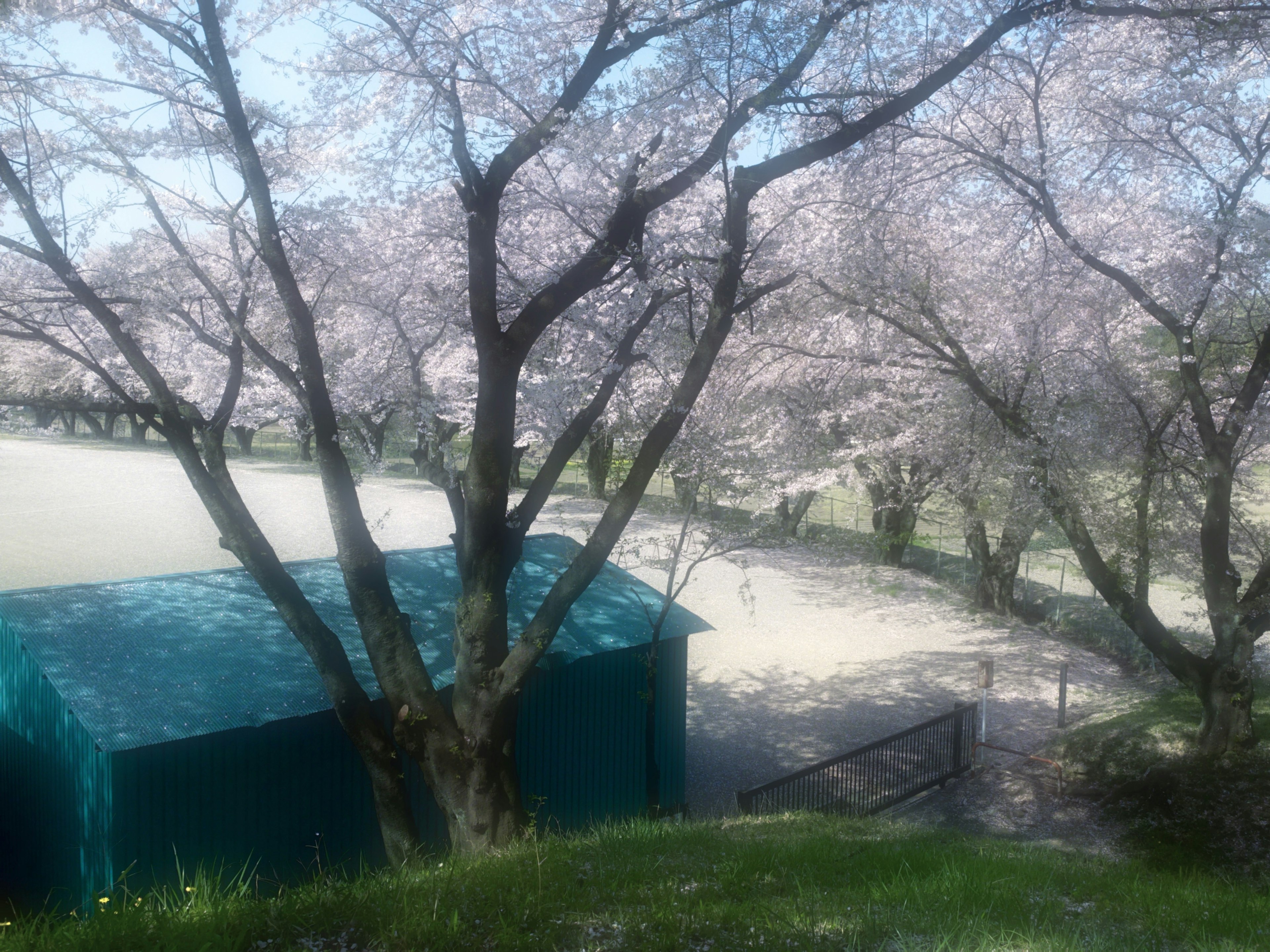 Scenic view of blooming cherry blossom trees with a green shed