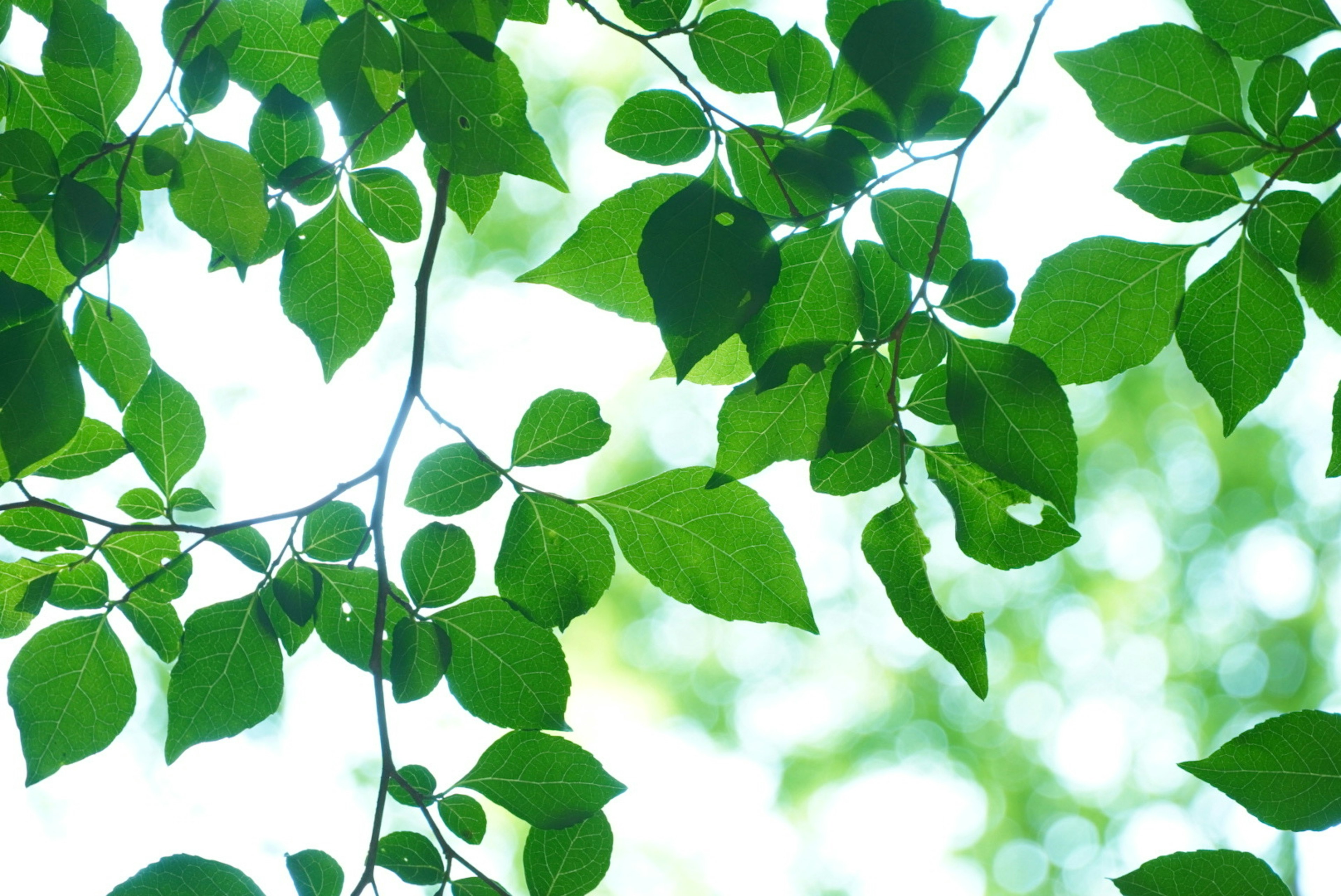 Close-up daun hijau di cabang dengan cahaya lembut yang menembus