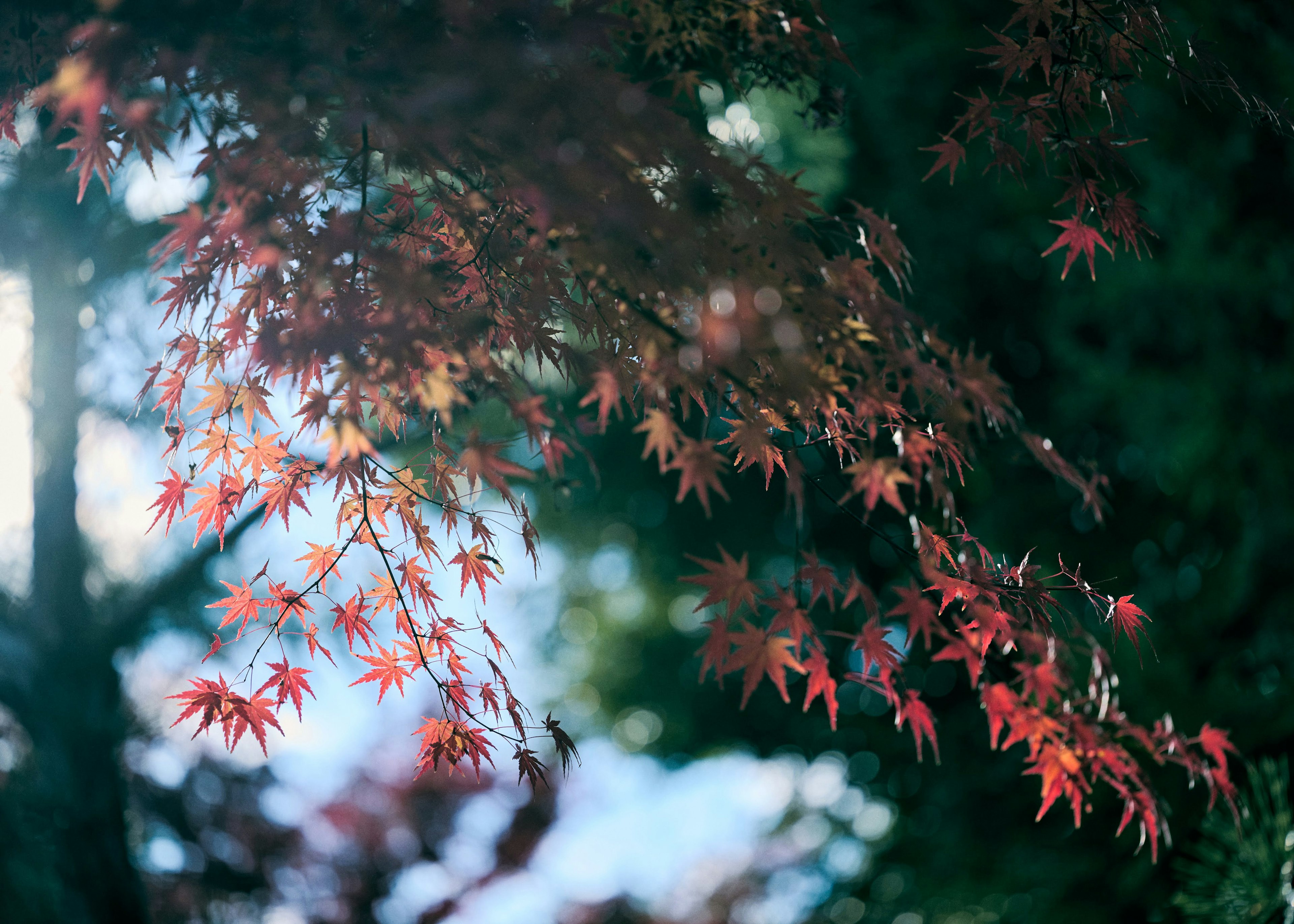 Rote Ahornblätter, die im Sonnenlicht in einer herbstlichen Szene leuchten