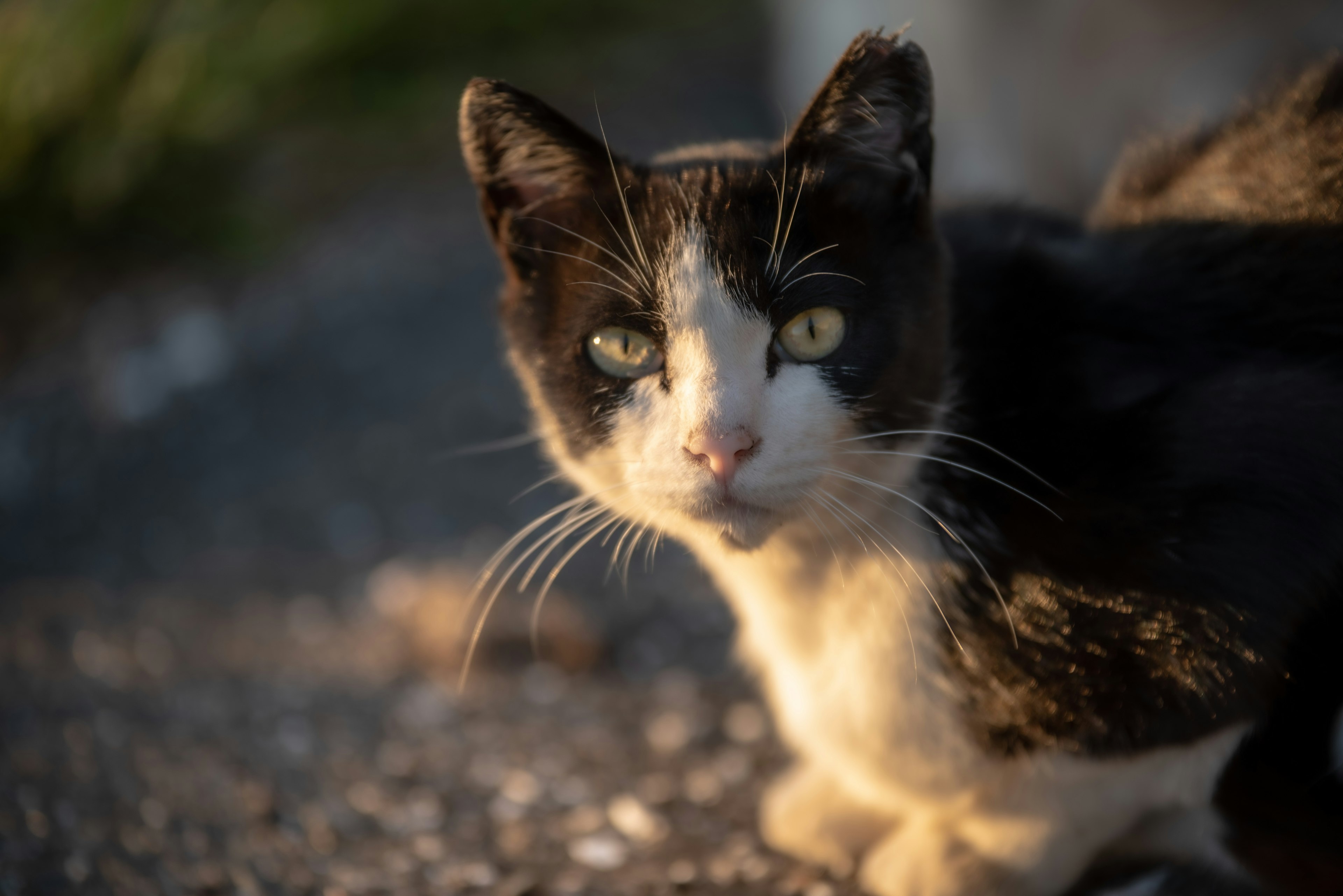 黒と白の毛を持つ猫がカメラを見つめている