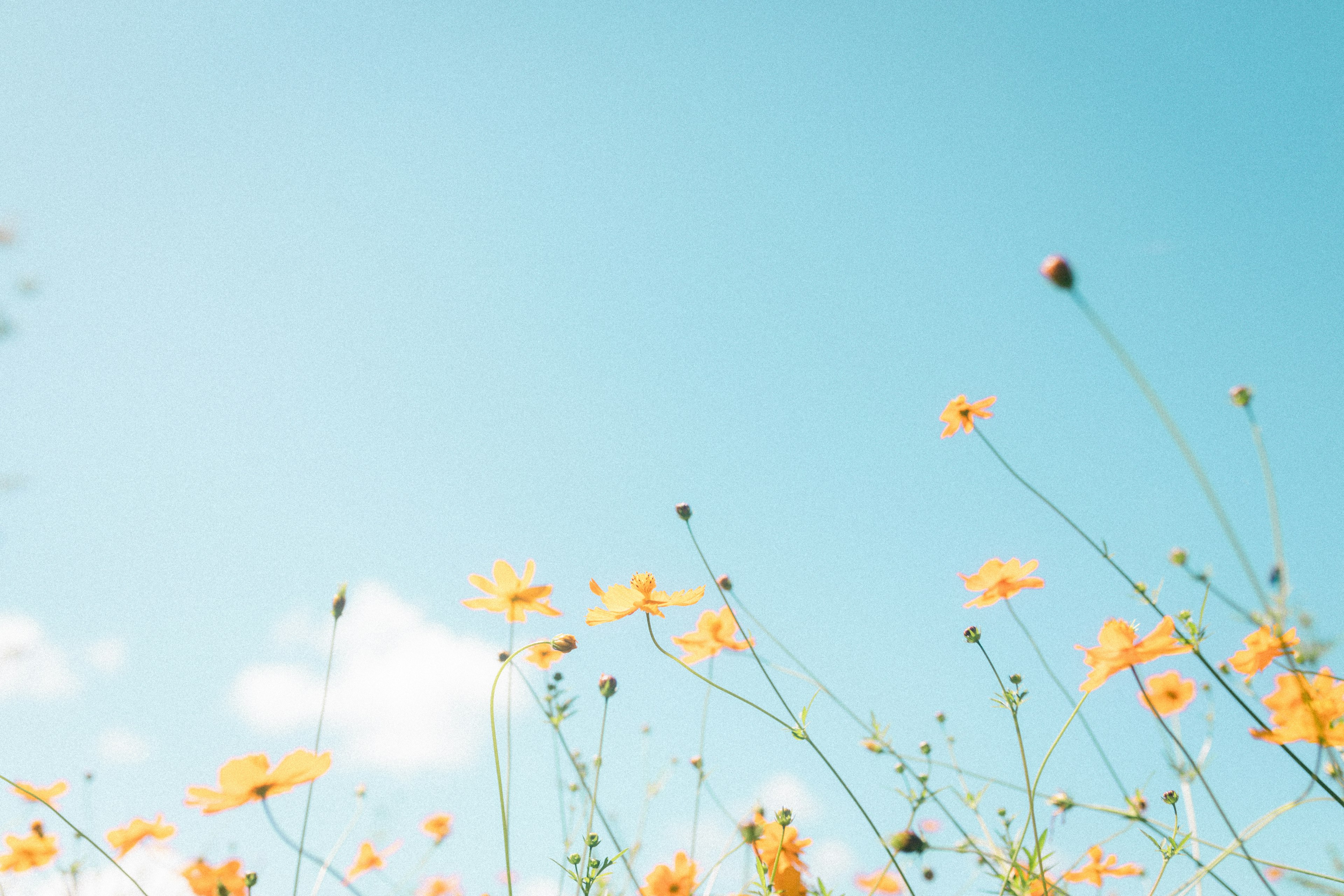 Ein Feld mit gelben Blumen unter einem klaren blauen Himmel