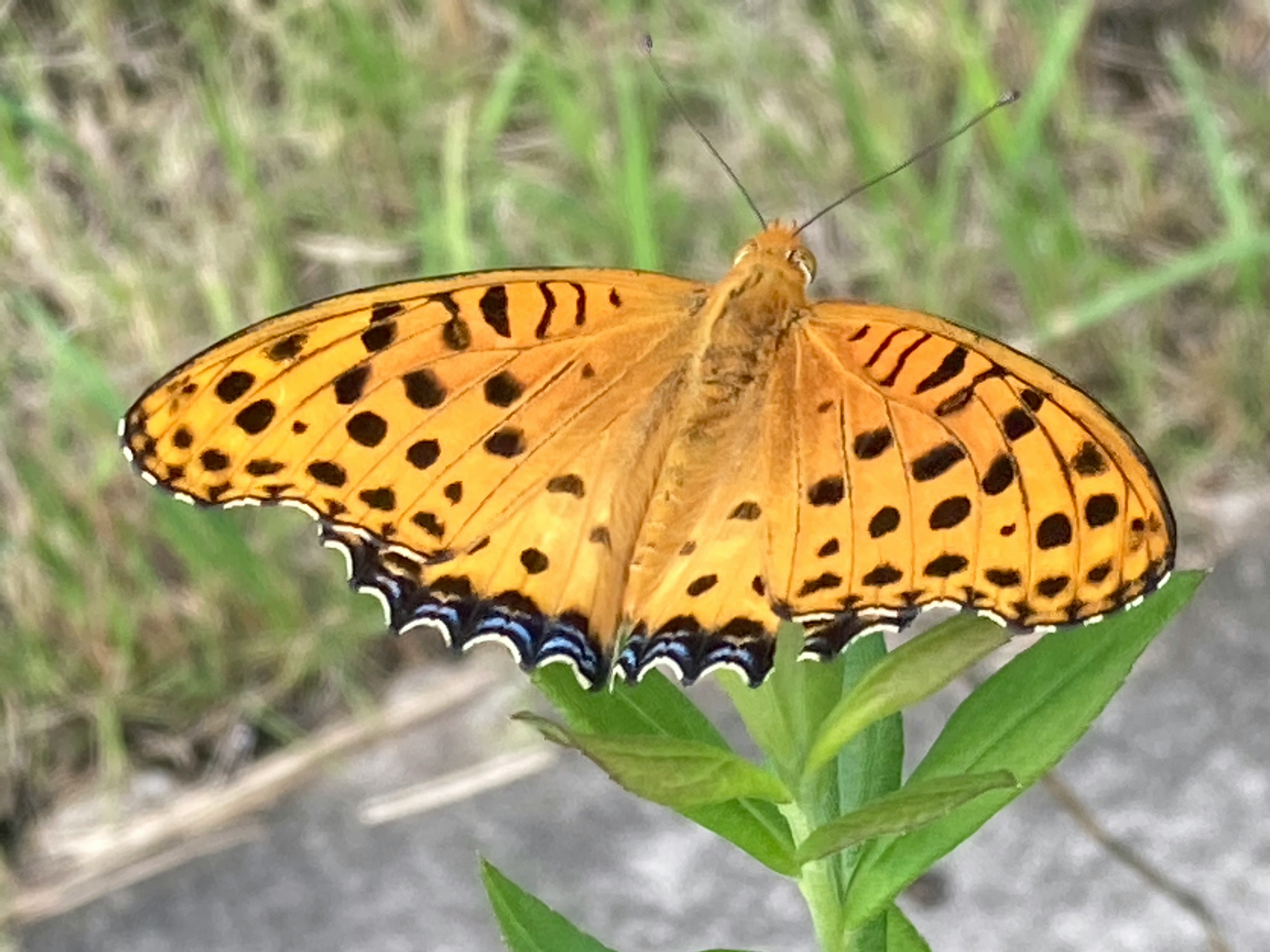 Un papillon orange vif avec des taches noires reposant sur des feuilles vertes