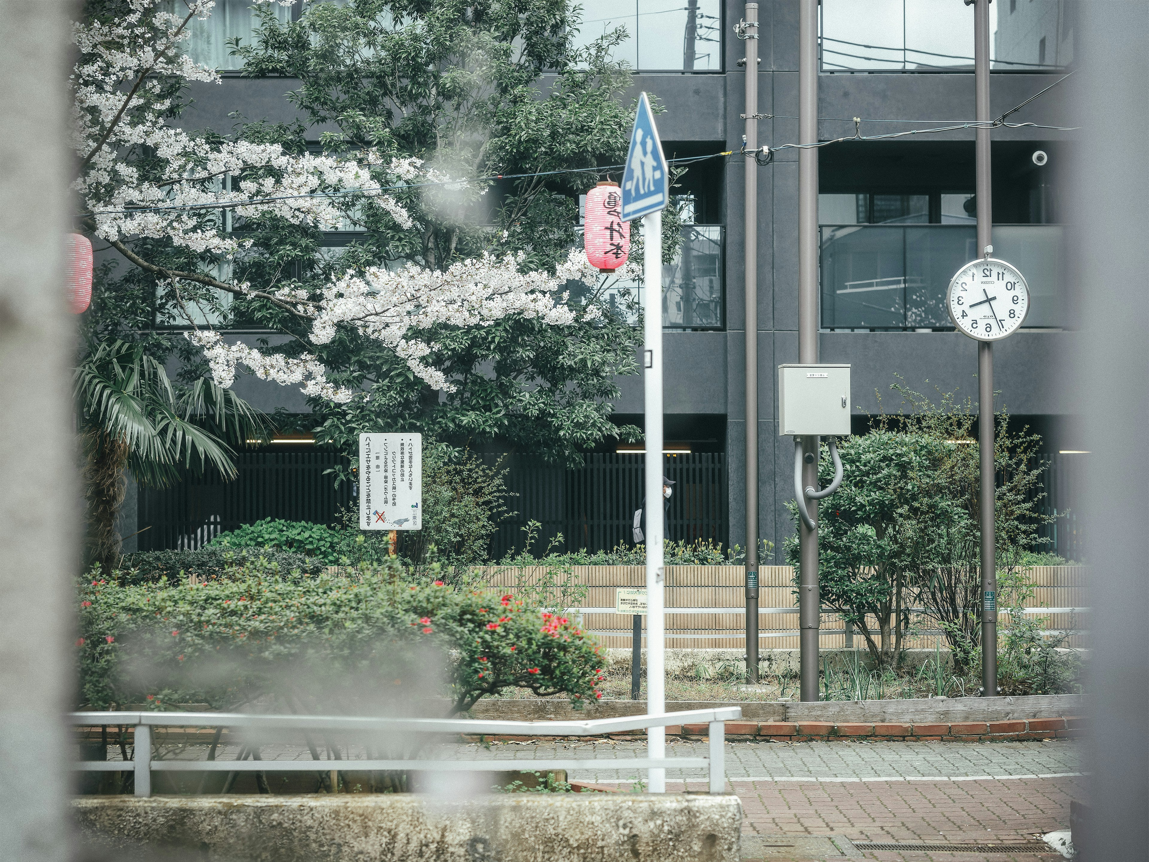 公園的景色有櫻花樹和一個標誌及時鐘