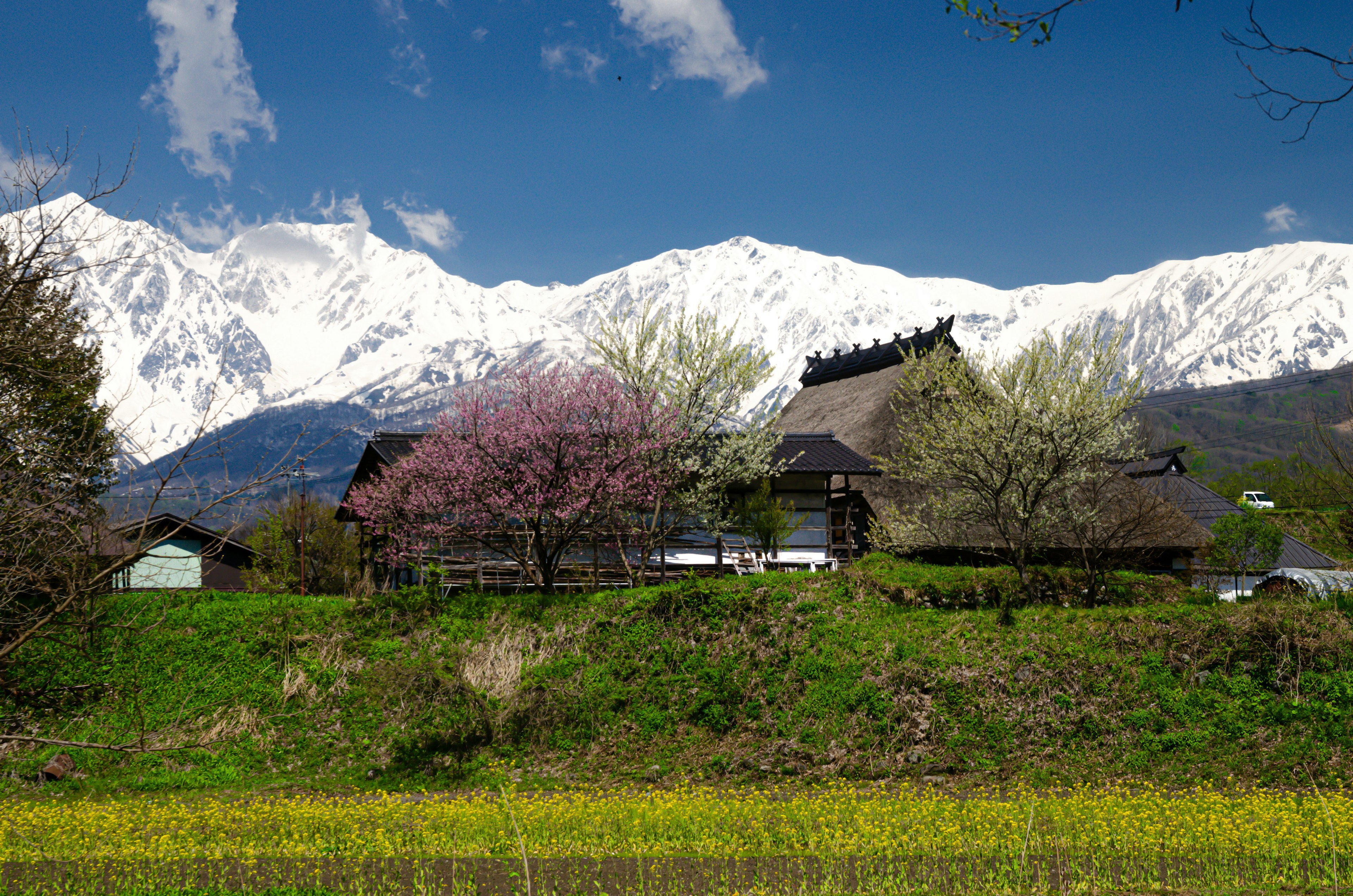 Casa tradizionale giapponese con albero di ciliegio e montagne innevate sullo sfondo