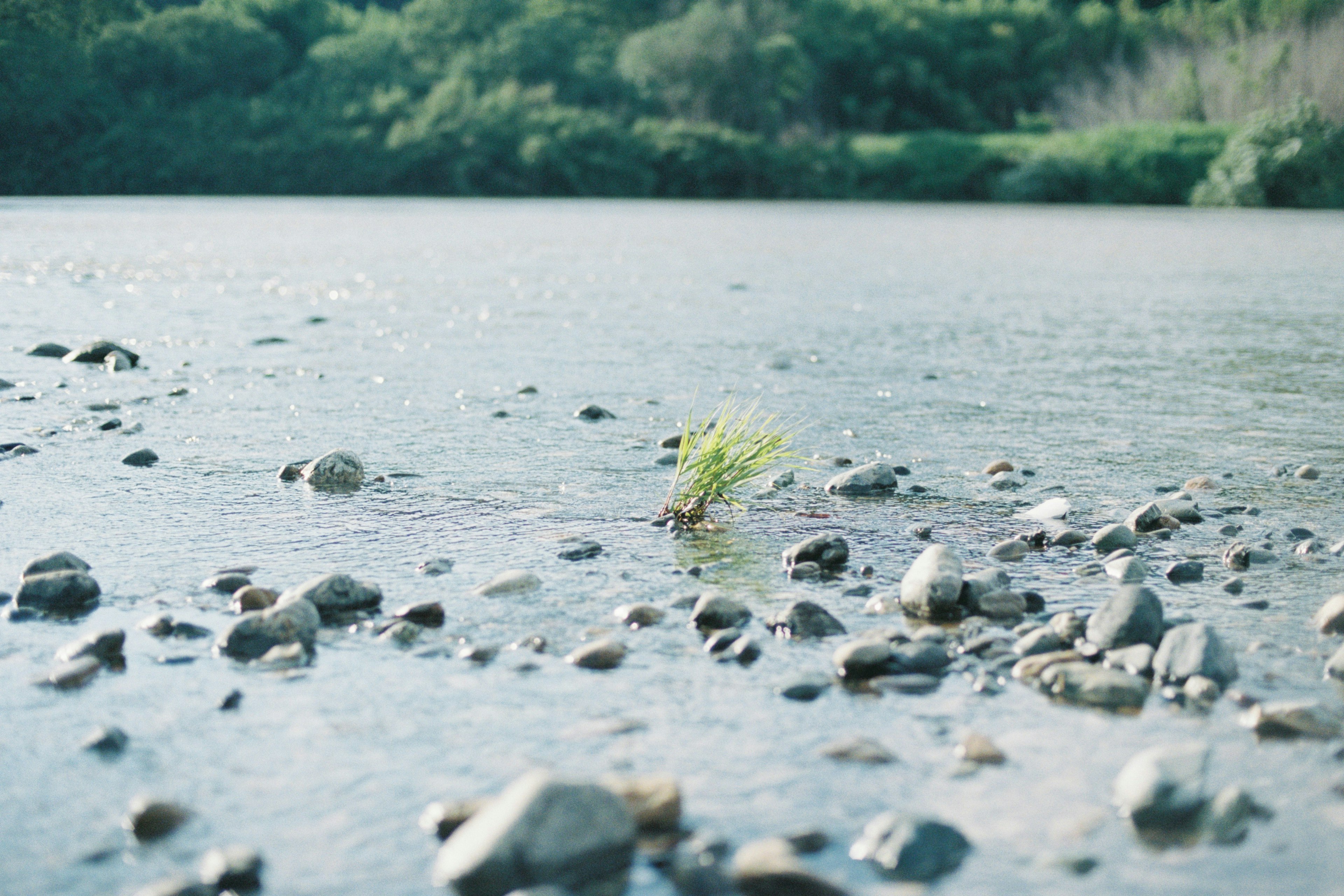 川の石の間に生えた小さな植物と静かな水面の風景