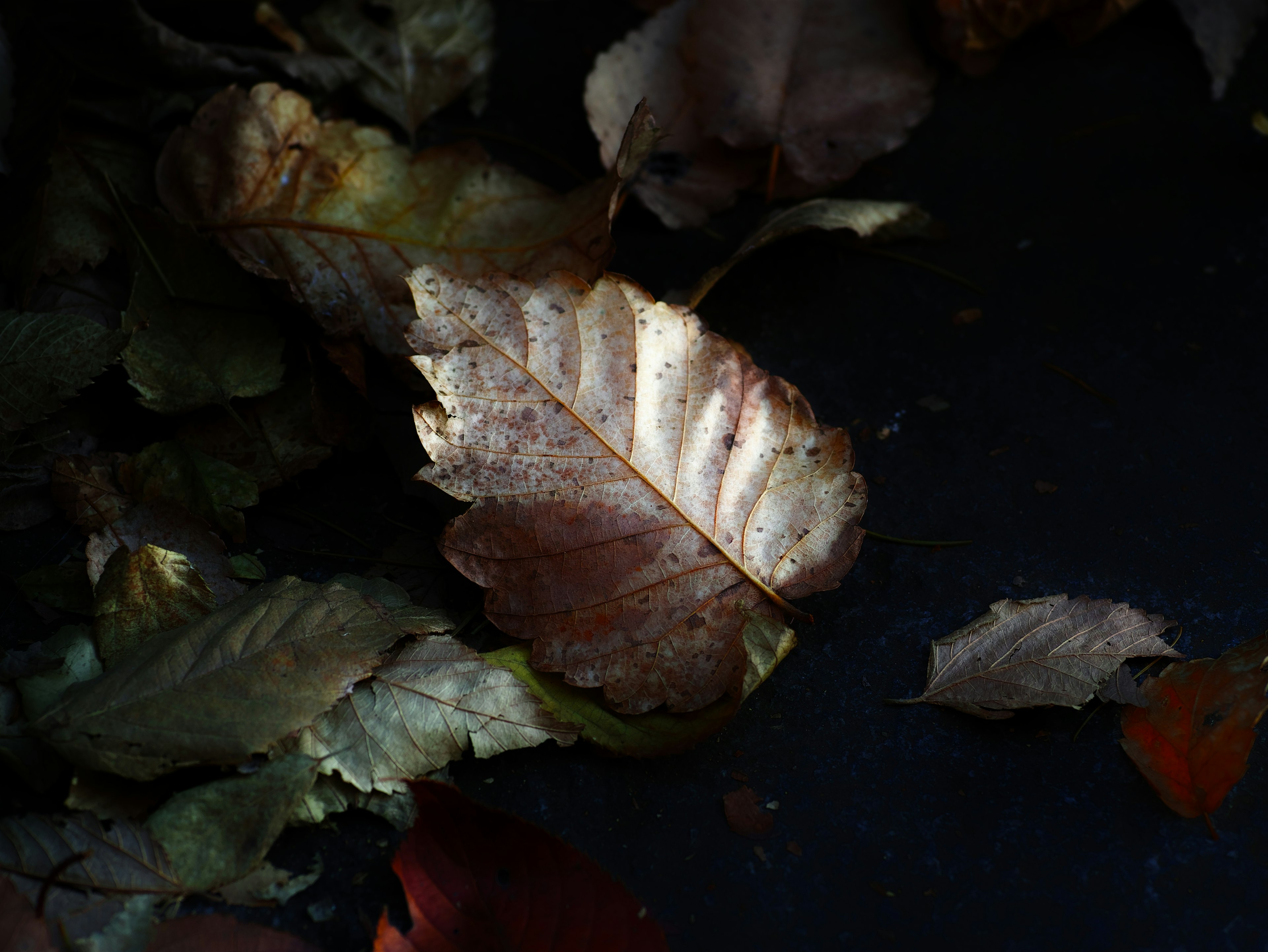 Scattered leaves on a dark background with one illuminated leaf standing out