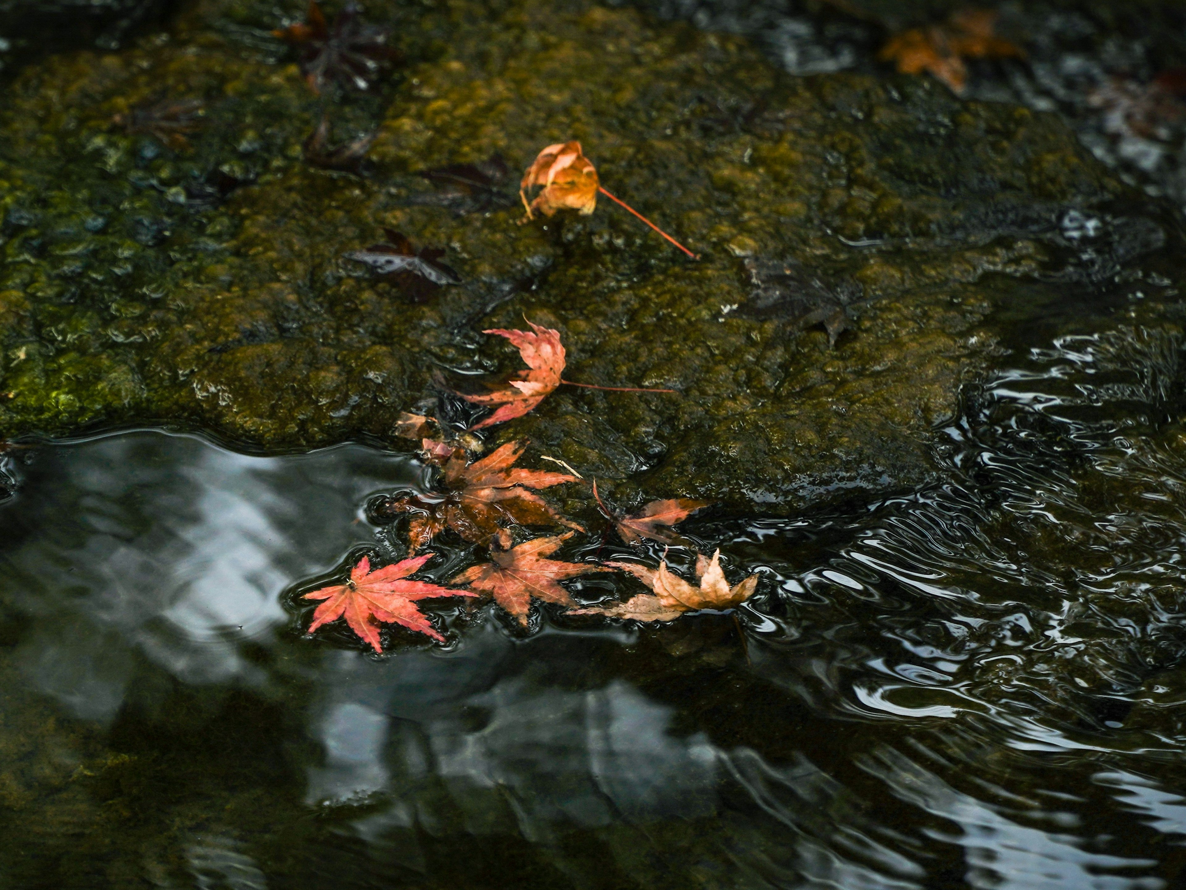 水面に浮かぶ紅葉の葉と石の風景