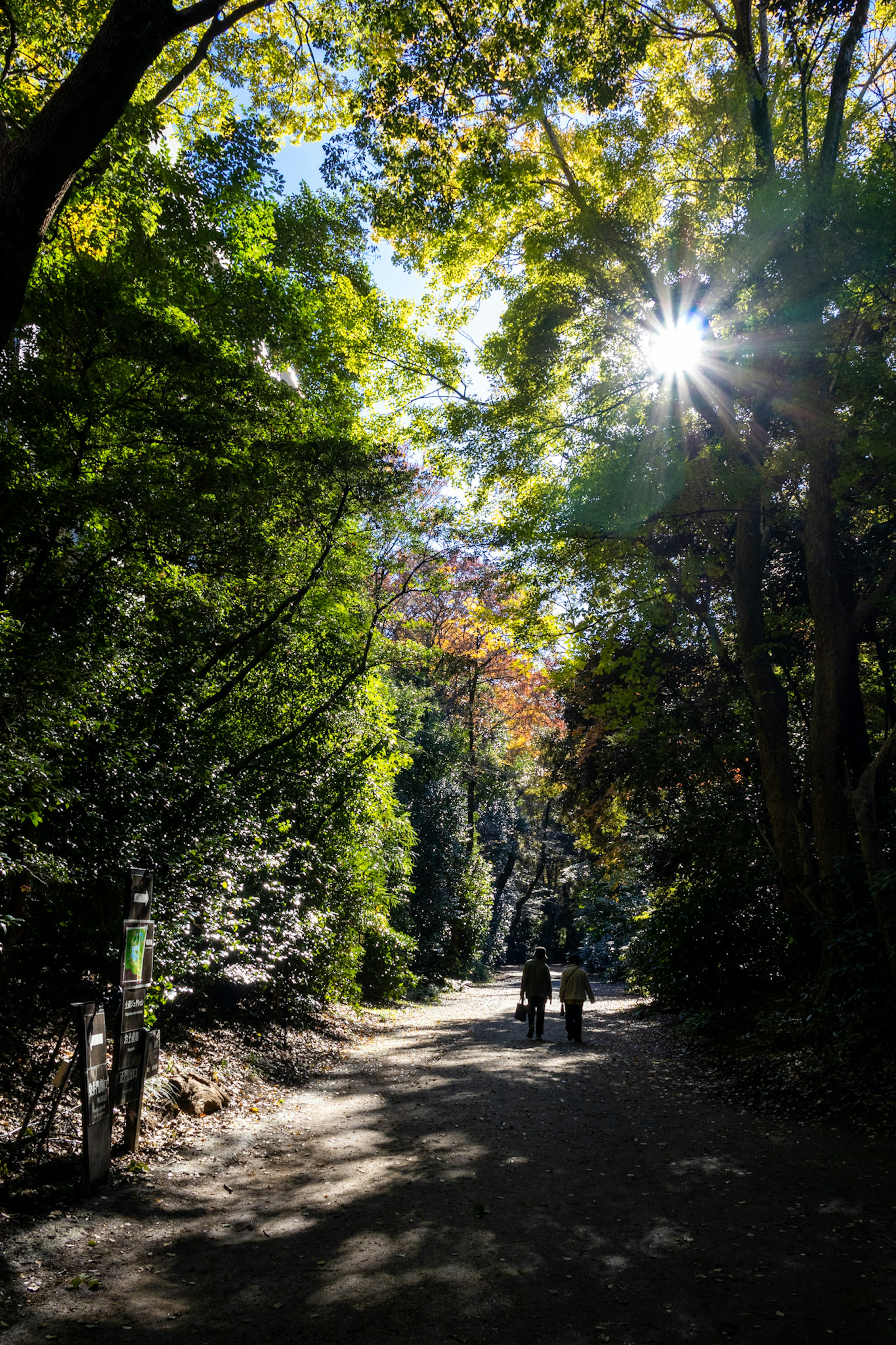 Escena de personas caminando por un camino rodeado de árboles verdes