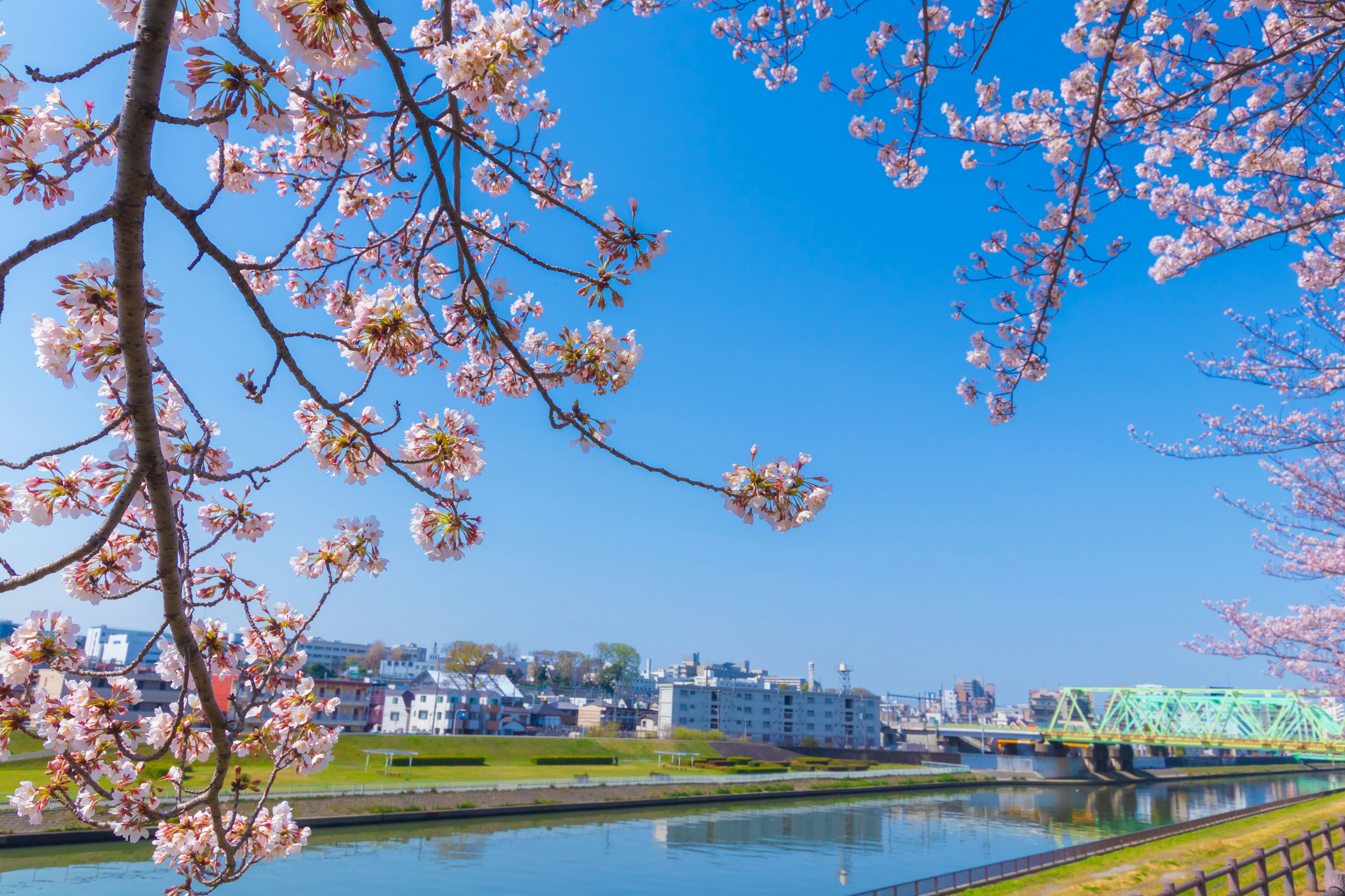 櫻花在河邊盛開，天空湛藍