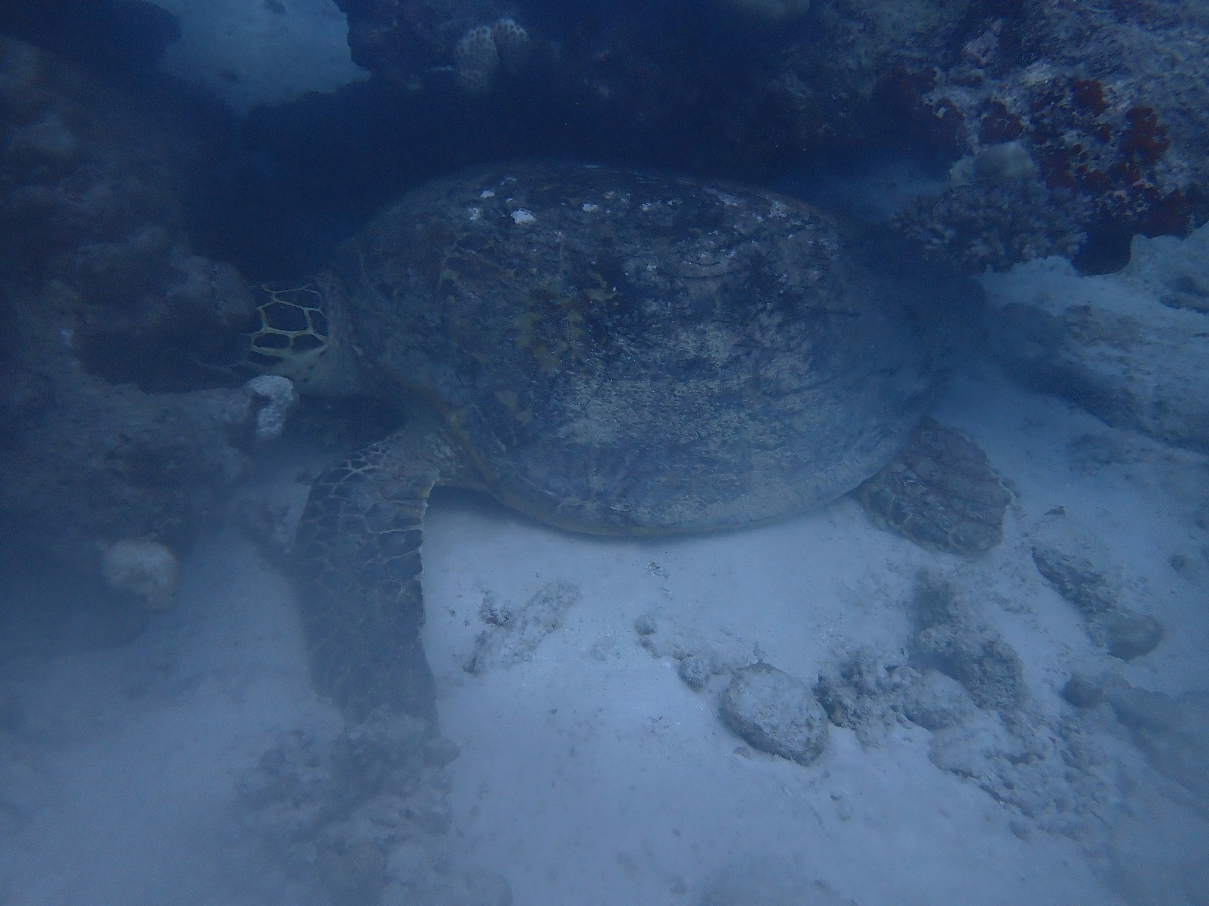 海底にいるウミガメの静かな姿