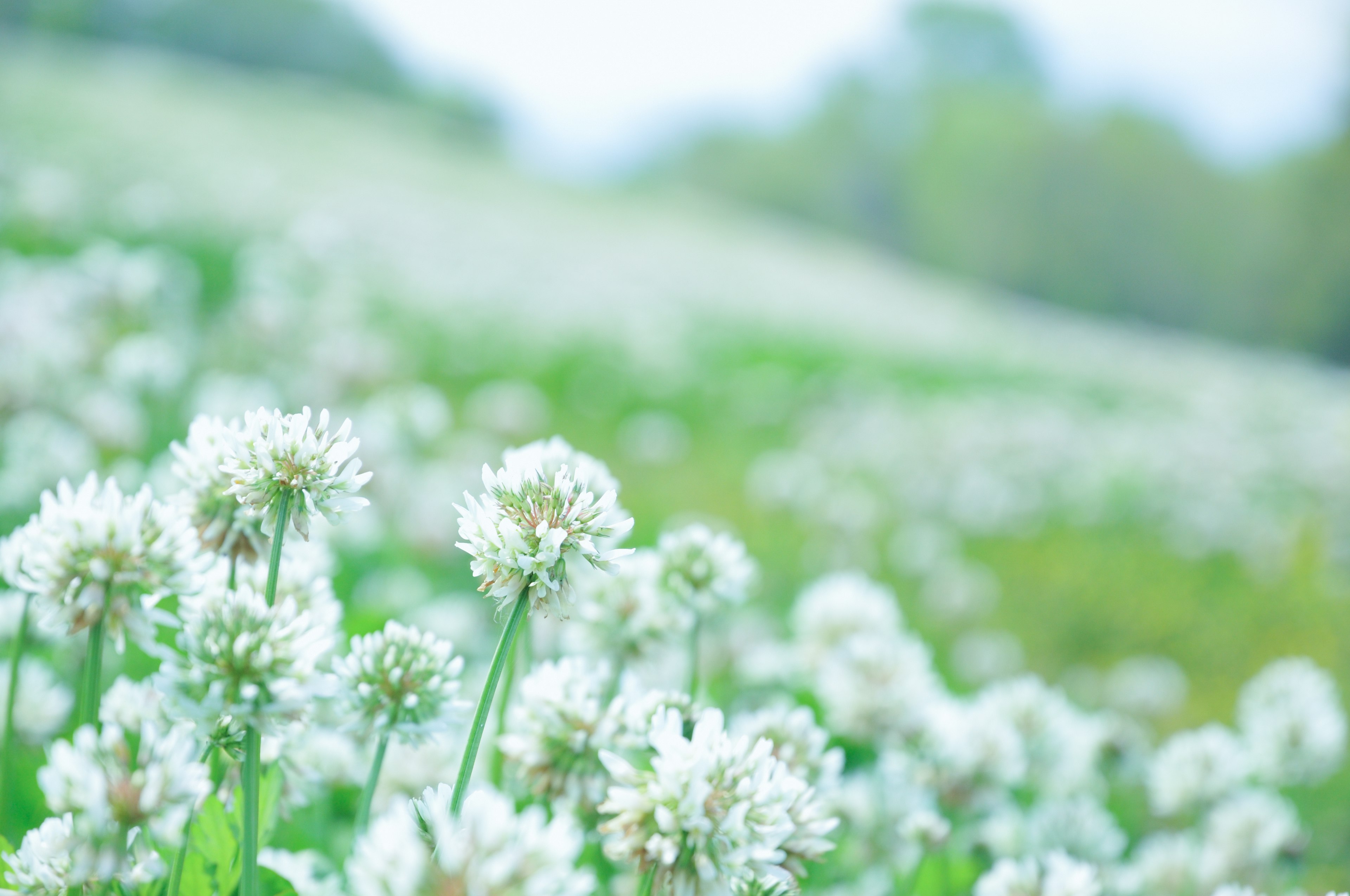 Lapangan bunga clover putih yang mekar di padang hijau