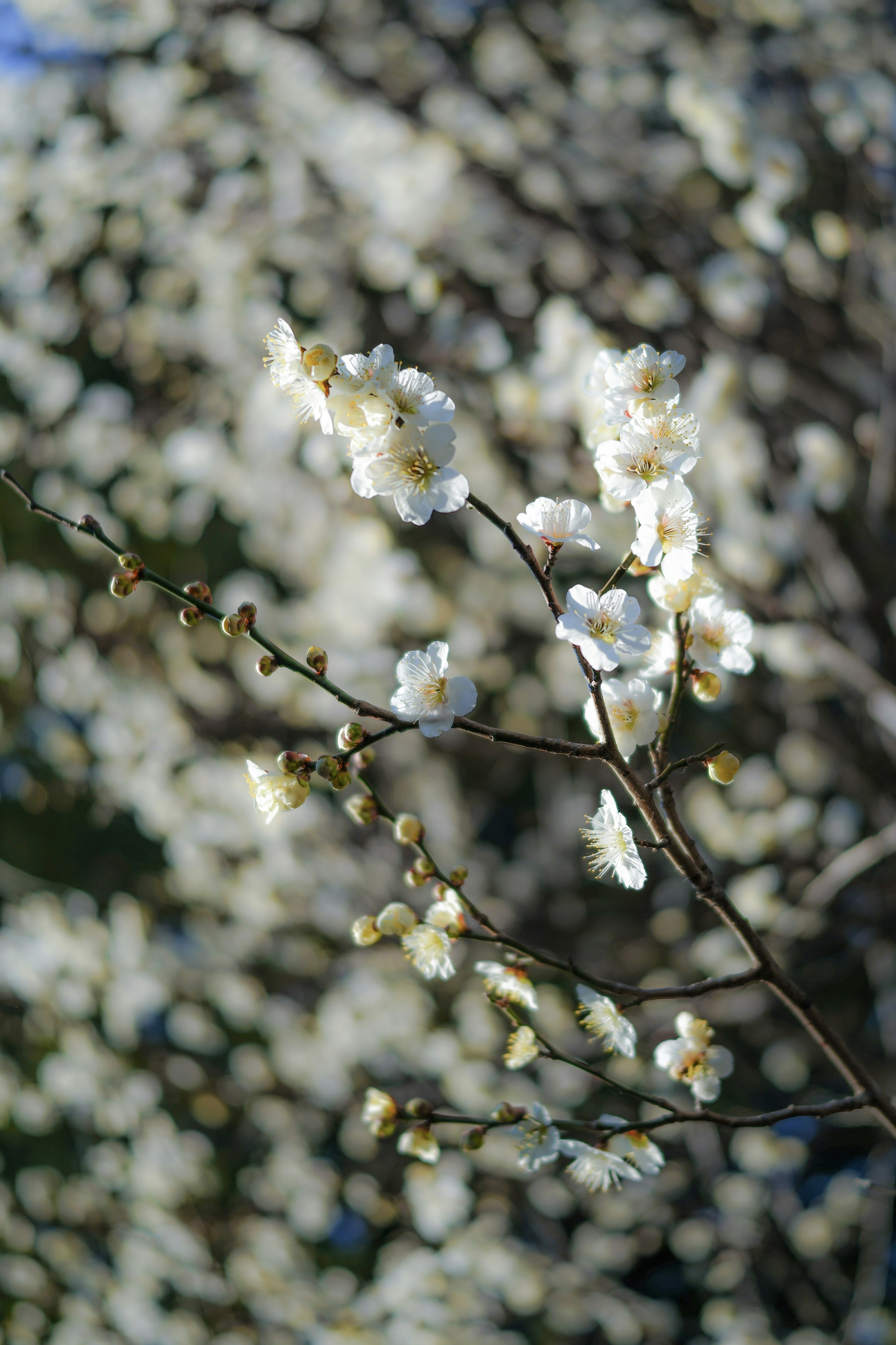 Nahaufnahme von Zweigen mit weißen Blüten unscharfer Hintergrund Frühlingsszene