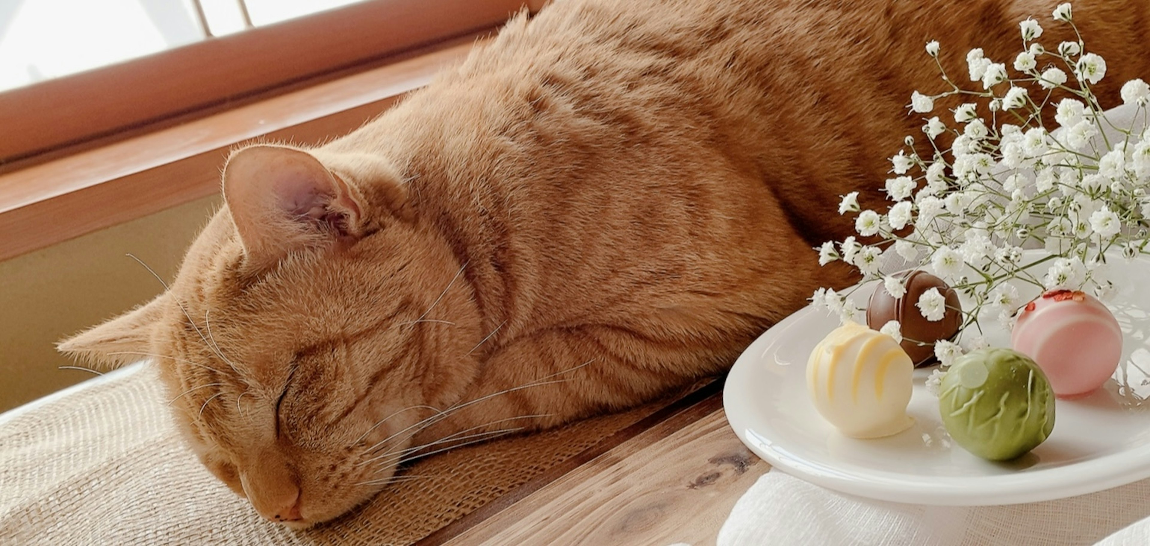 Schlafende orange Katze neben einem Teller mit Süßigkeiten und Blumen