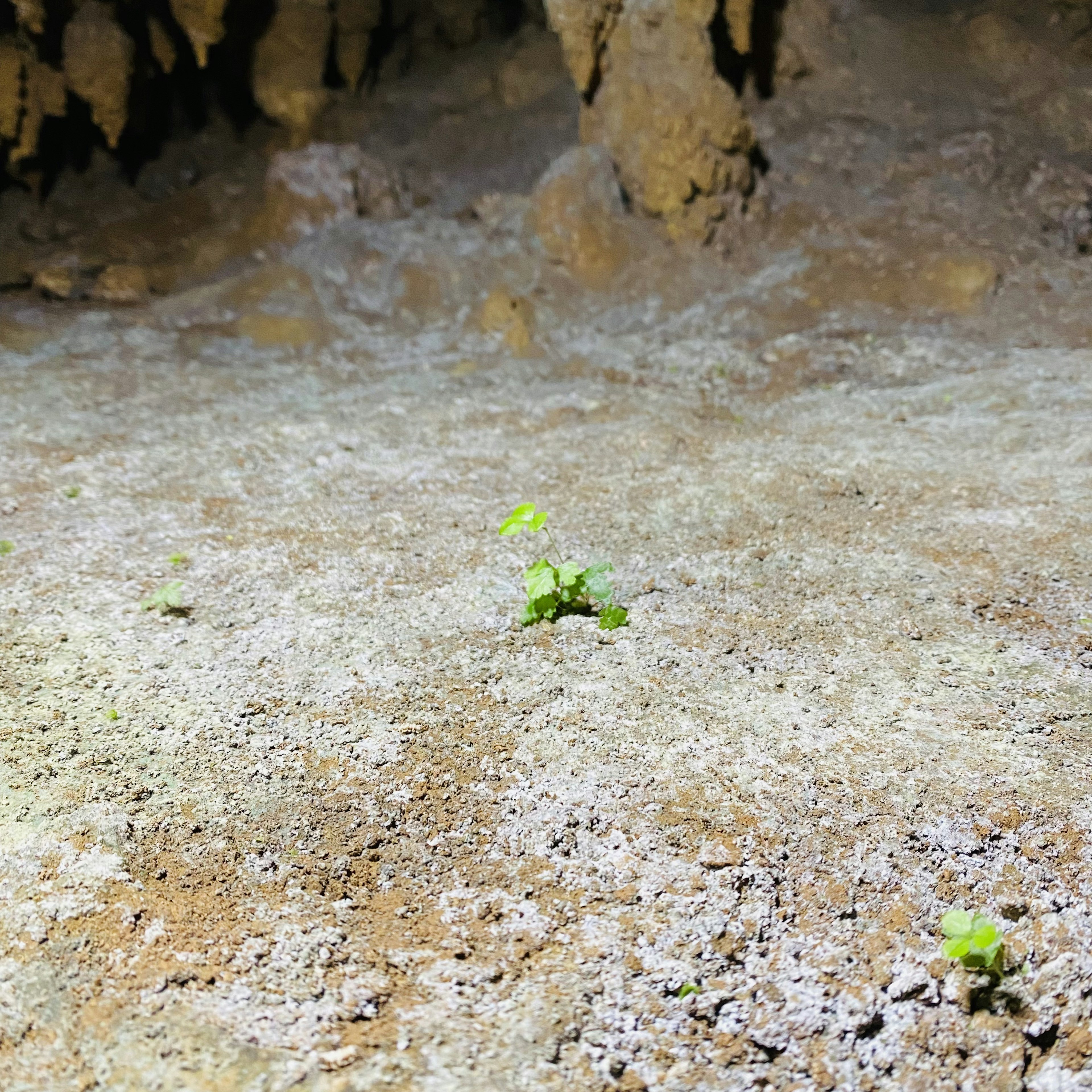 พืชสีเขียวขนาดเล็กเติบโตบนพื้นถ้ำที่มีพื้นผิวหิน