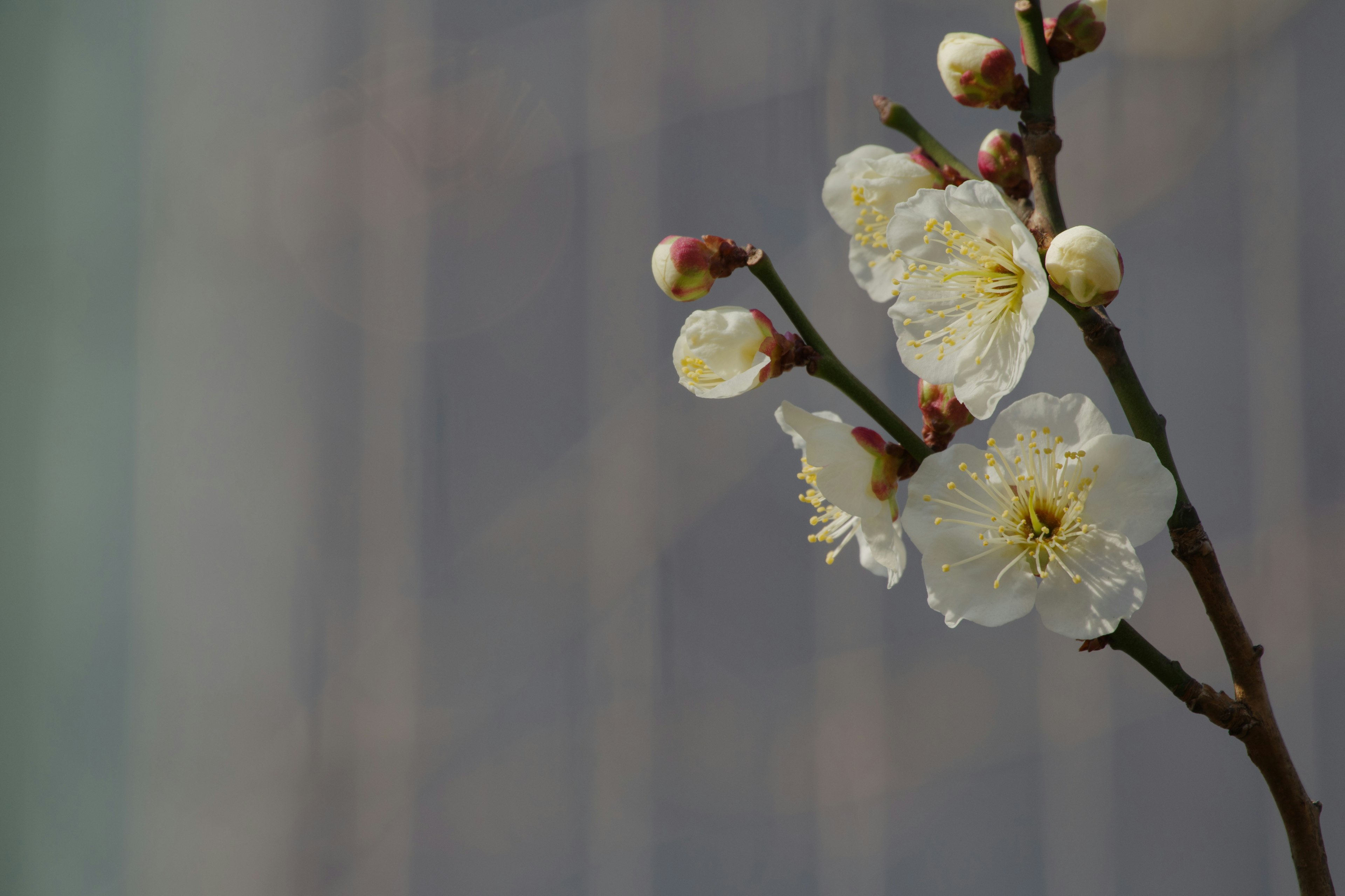 白い花と蕾を持つ梅の枝