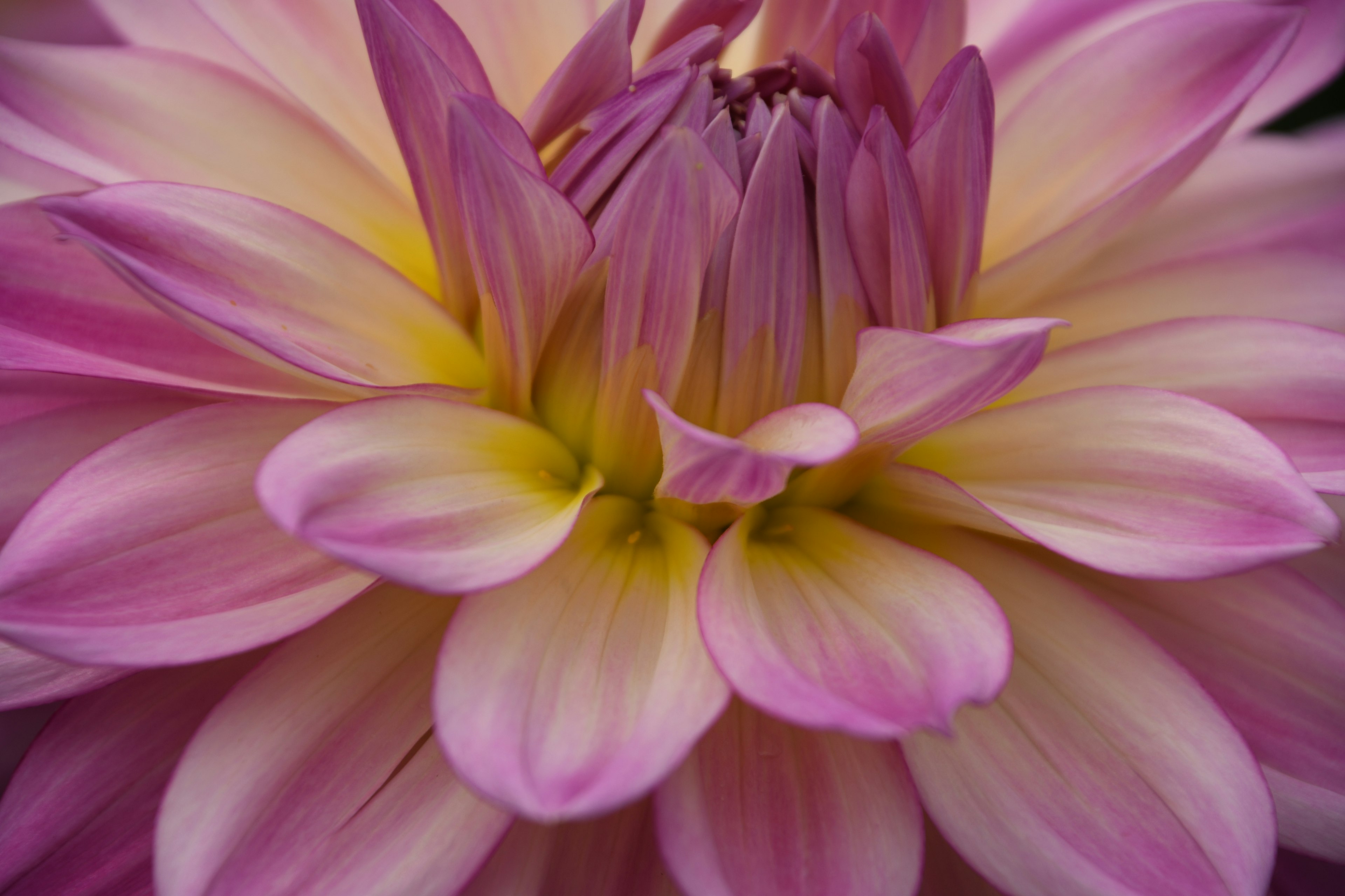 Primo piano di un fiore di dalia con petali rosa e gialli vivaci