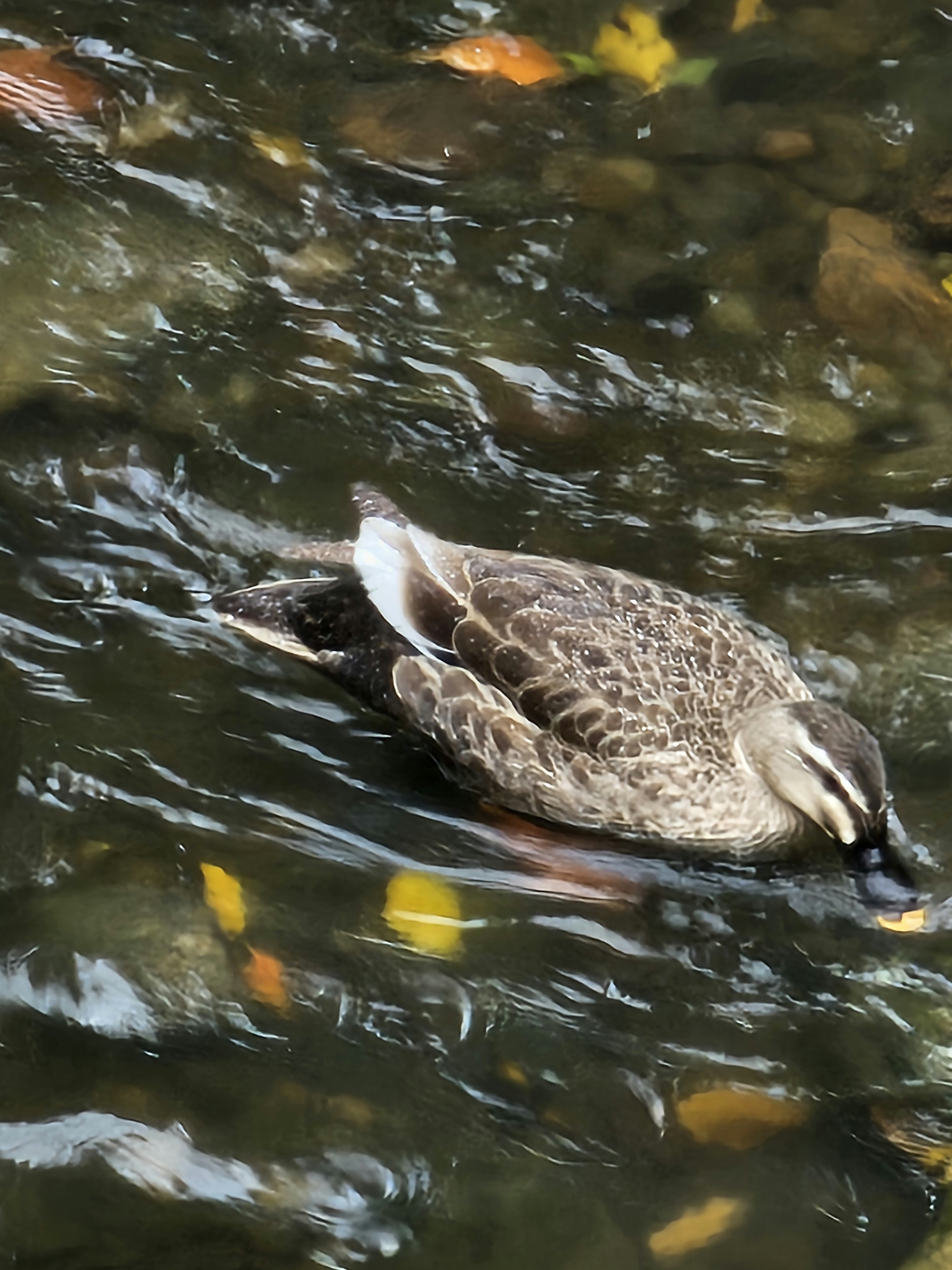 Nahaufnahme einer Ente, die auf dem Wasser schwimmt, mit sichtbaren Federmustern