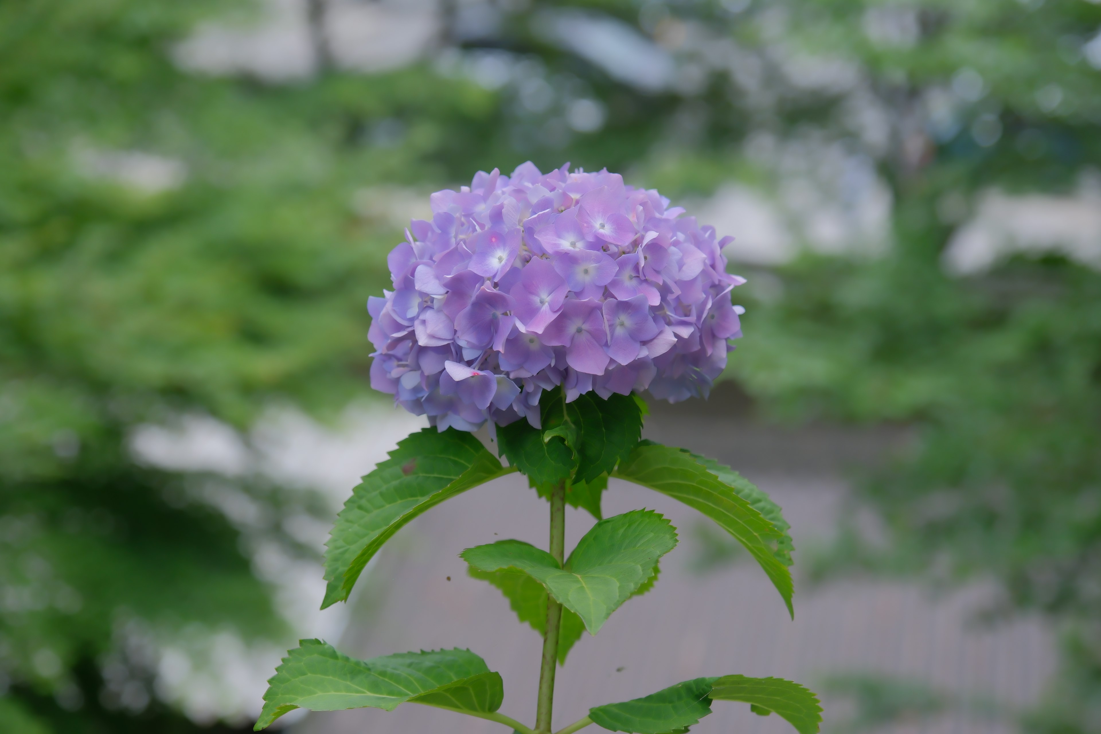 Une fleur d'hortensia violette fleurissant sur des feuilles vertes