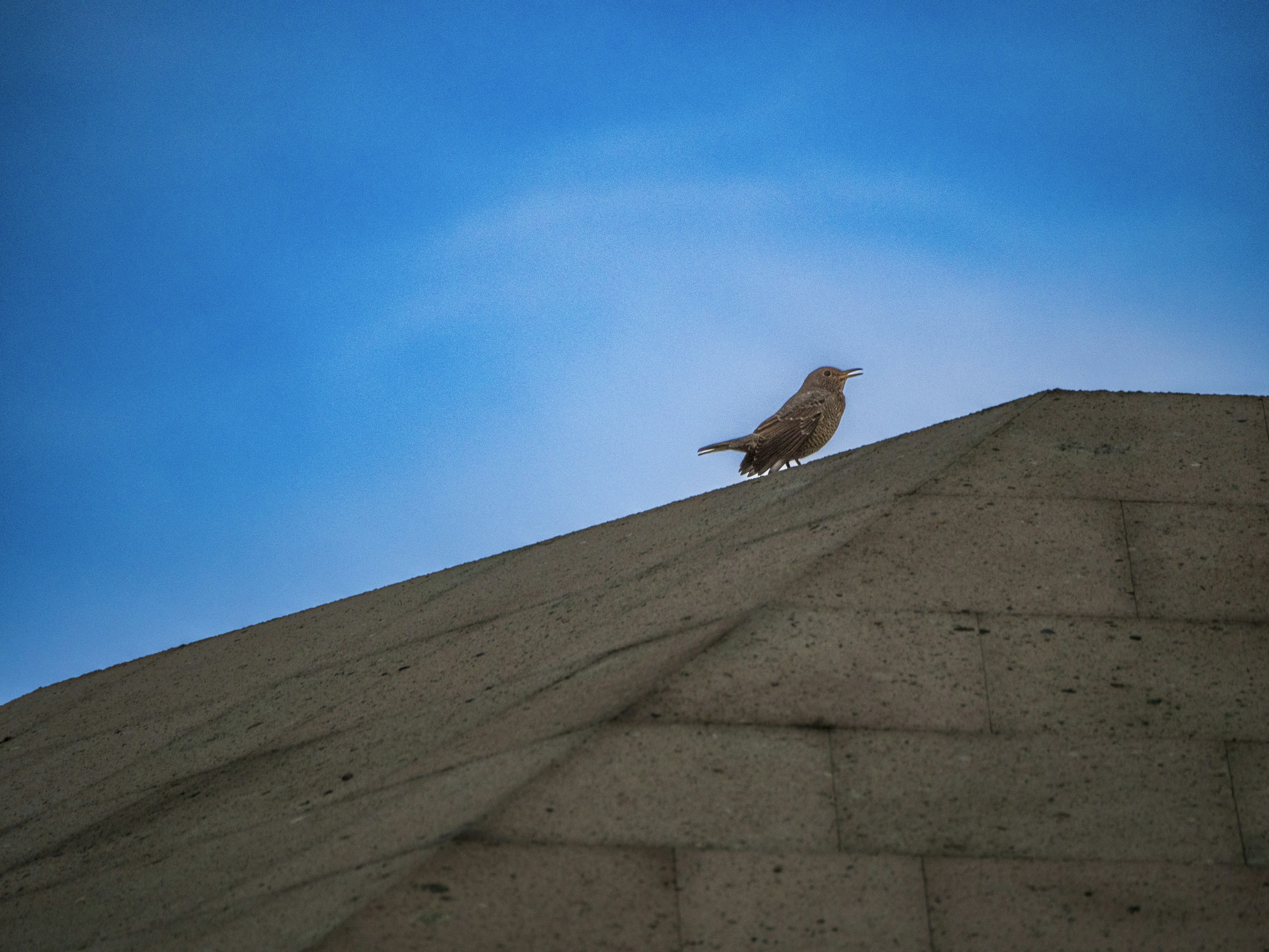 Ein Vogel sitzt auf einem schrägen Dach unter einem blauen Himmel