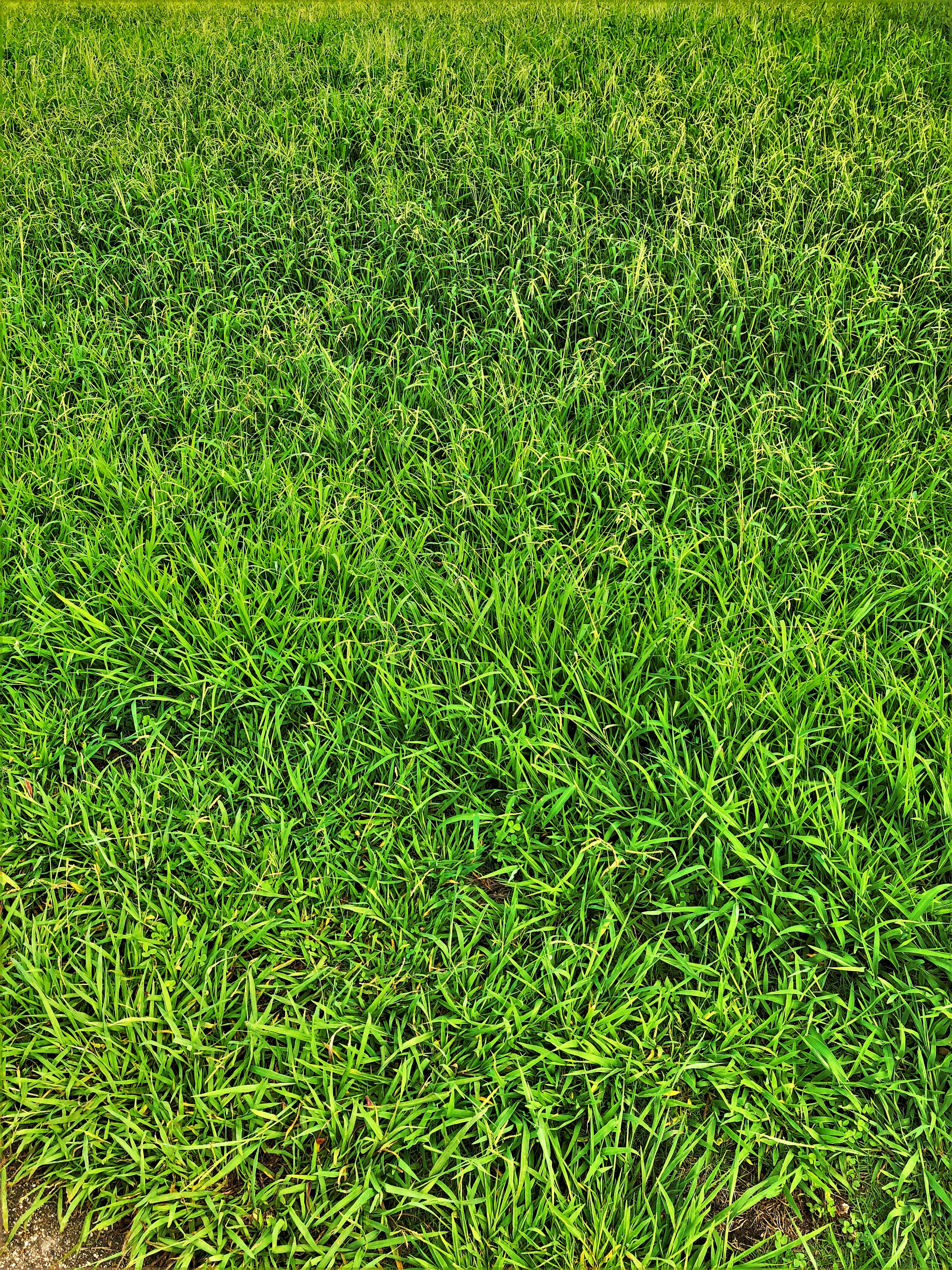 Lush green grass covering the ground