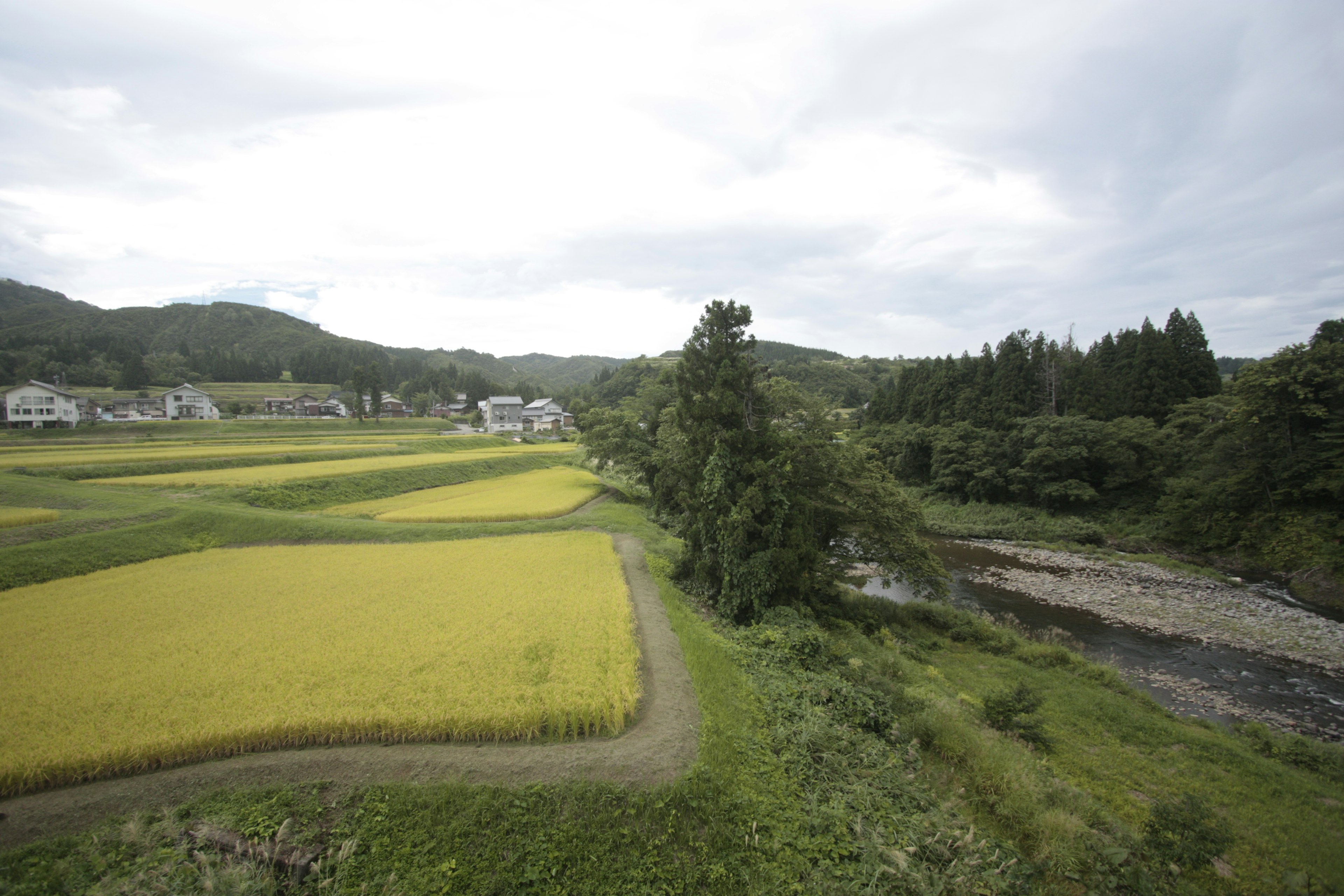 Scenic rural landscape featuring rice fields and a river