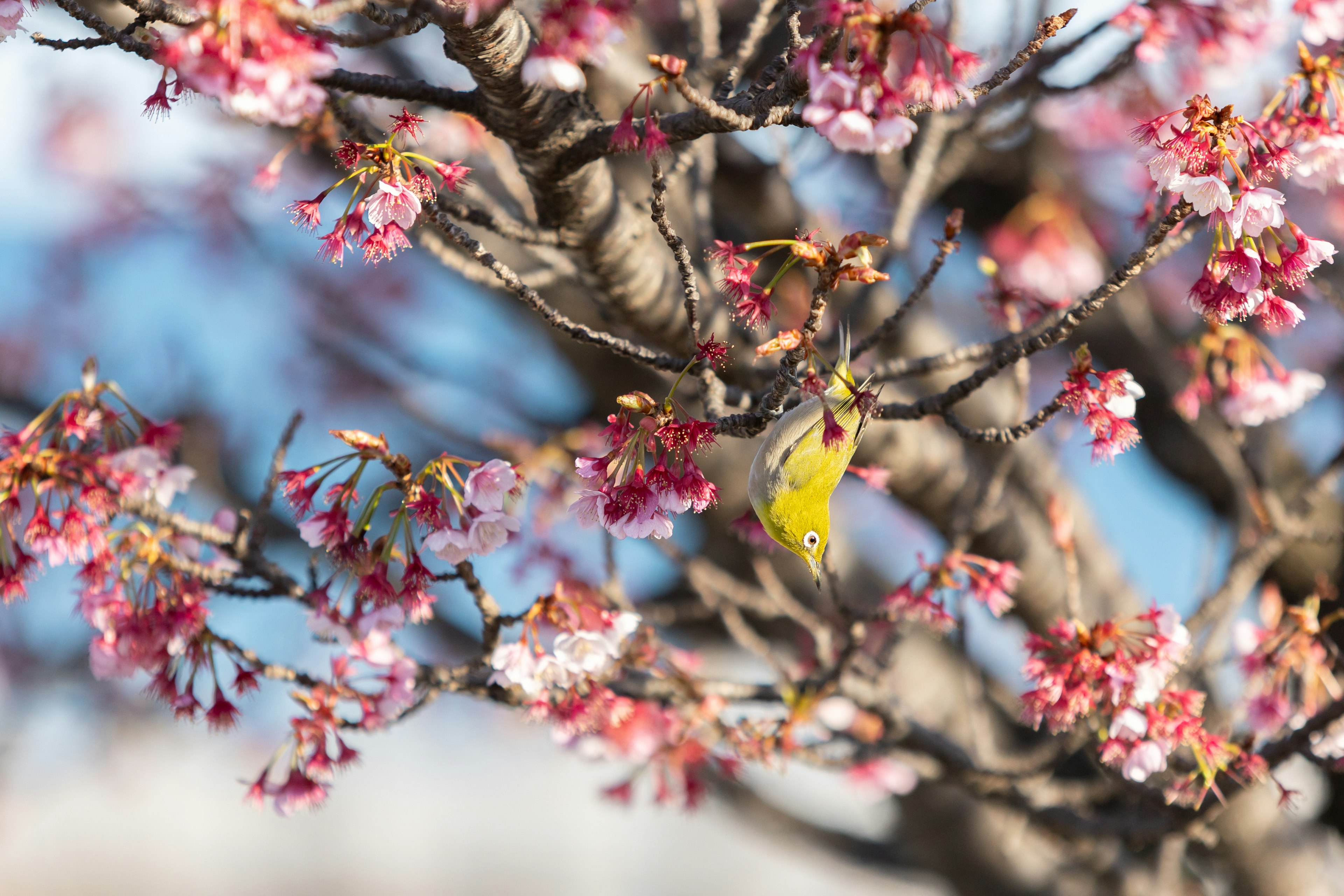 Pequeño pájaro amarillo entre flores de cerezo