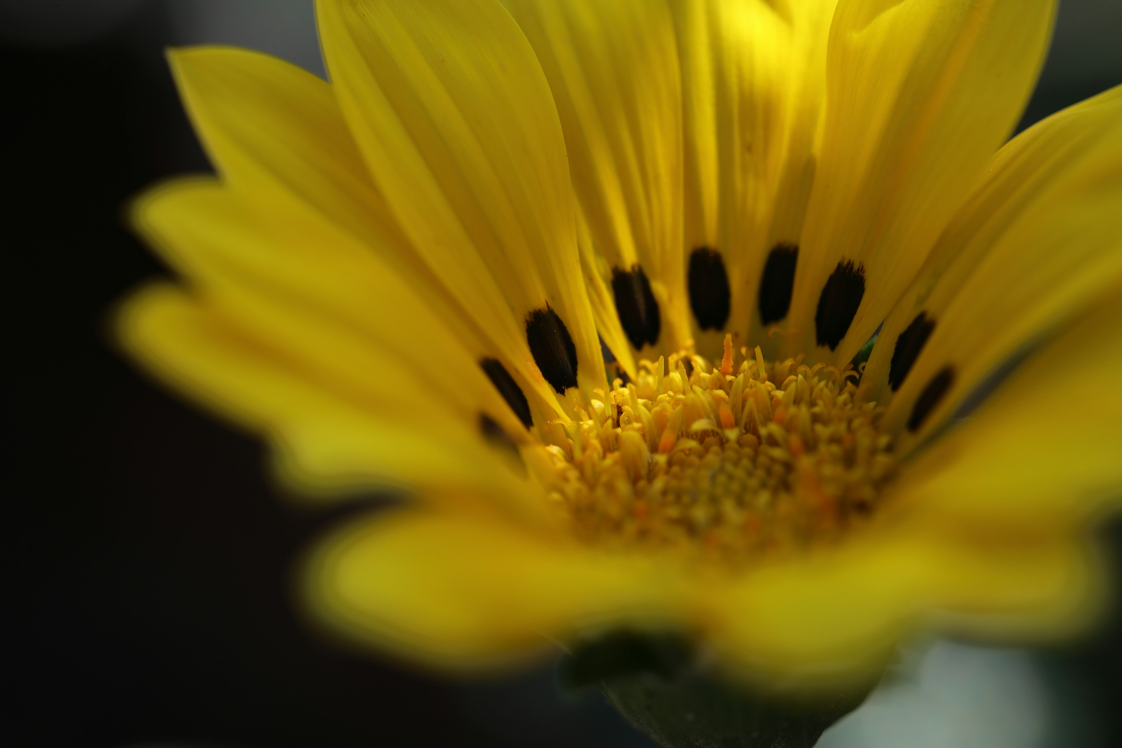 Nahaufnahme einer gelben Blume mit schwarzen Staubblättern in der Mitte