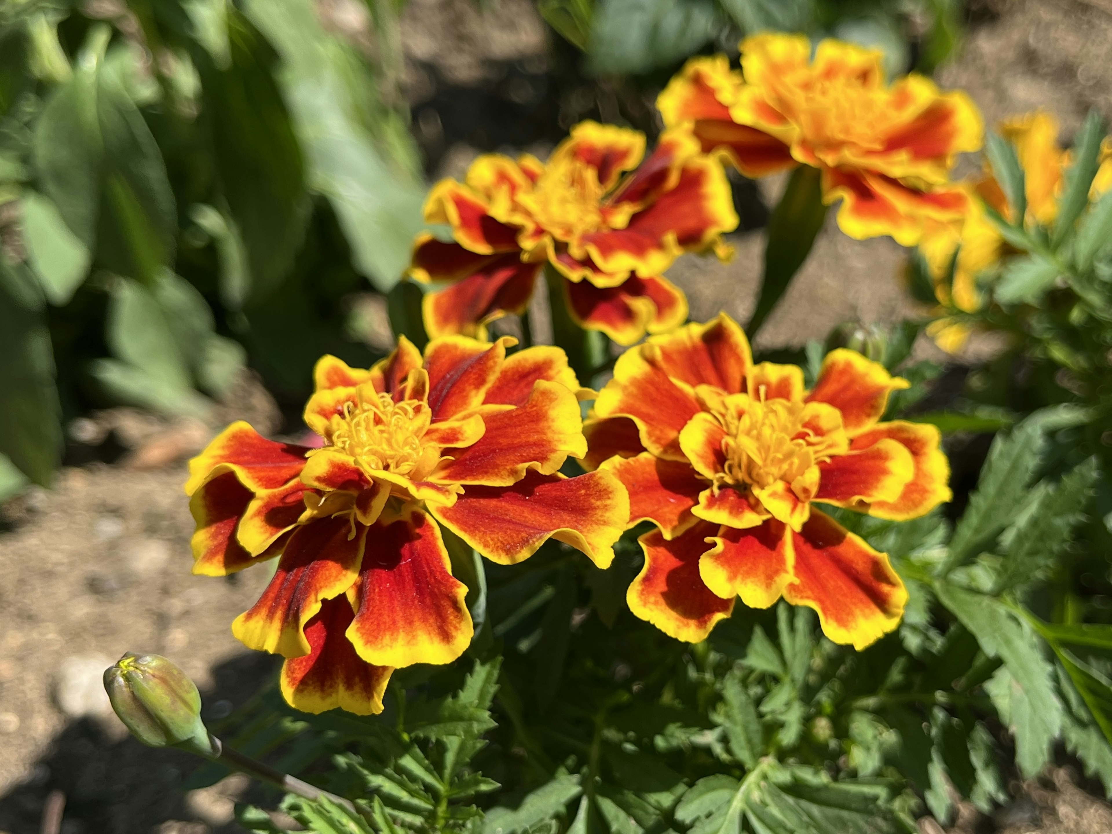 鮮やかなオレンジと黄色のマリーゴールドの花が咲いている庭の様子